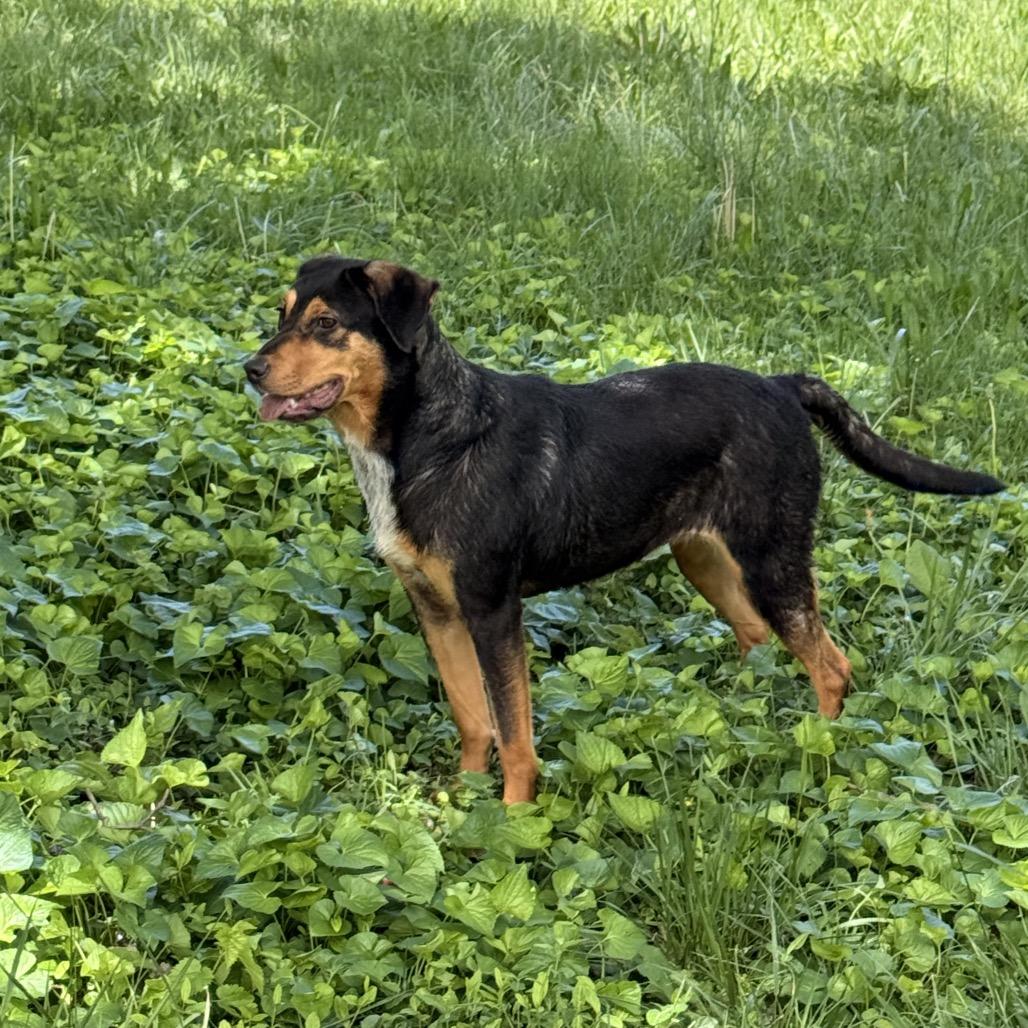 Allie, a Adoptable mixed breed in Springfield, MO image 4/6