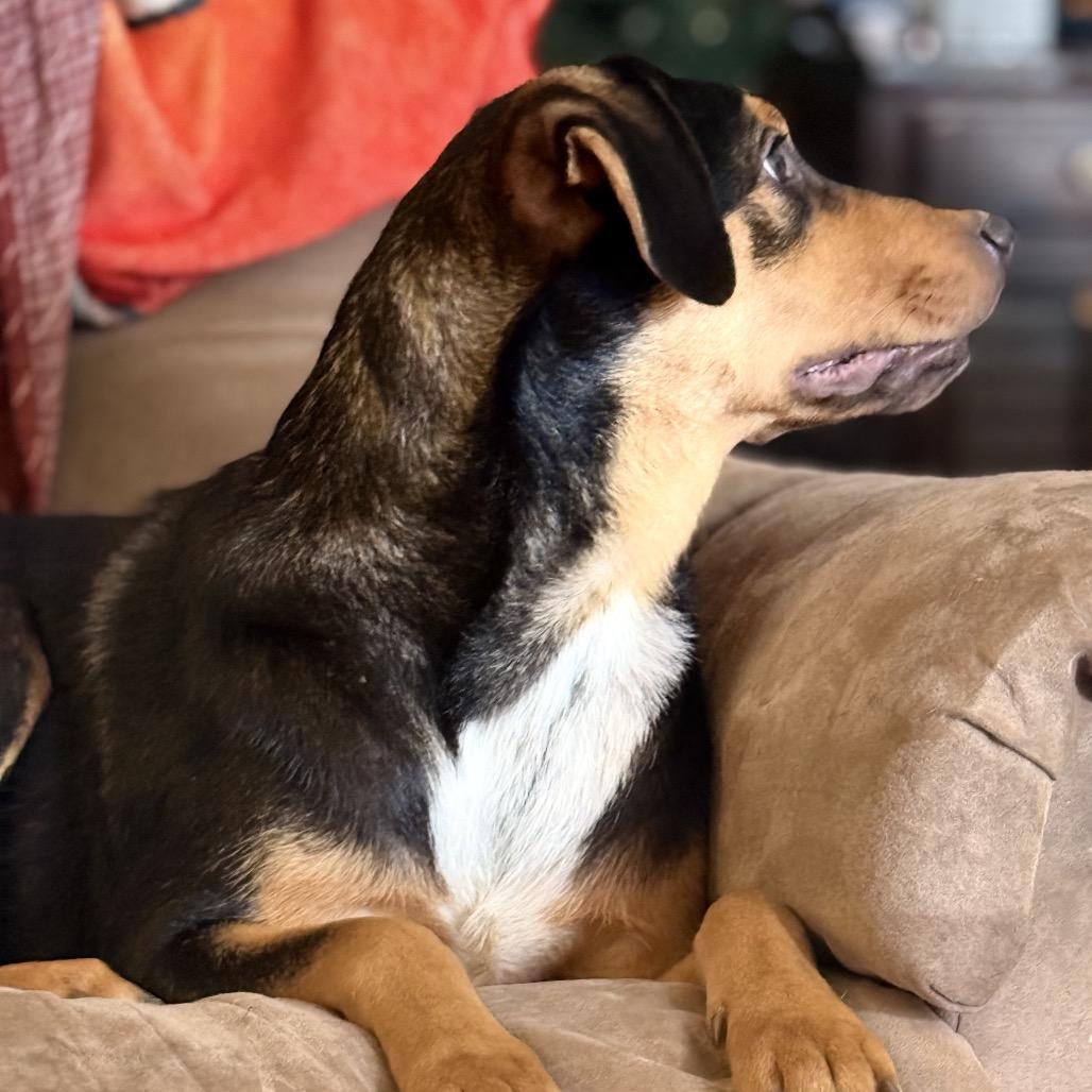 Allie, a Adoptable mixed breed in Springfield, MO image 5/6