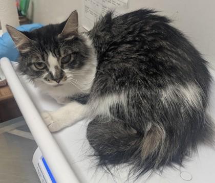 Sasha, Adoptable, Adult Female Domestic Medium Hair & Domestic Short Hair.