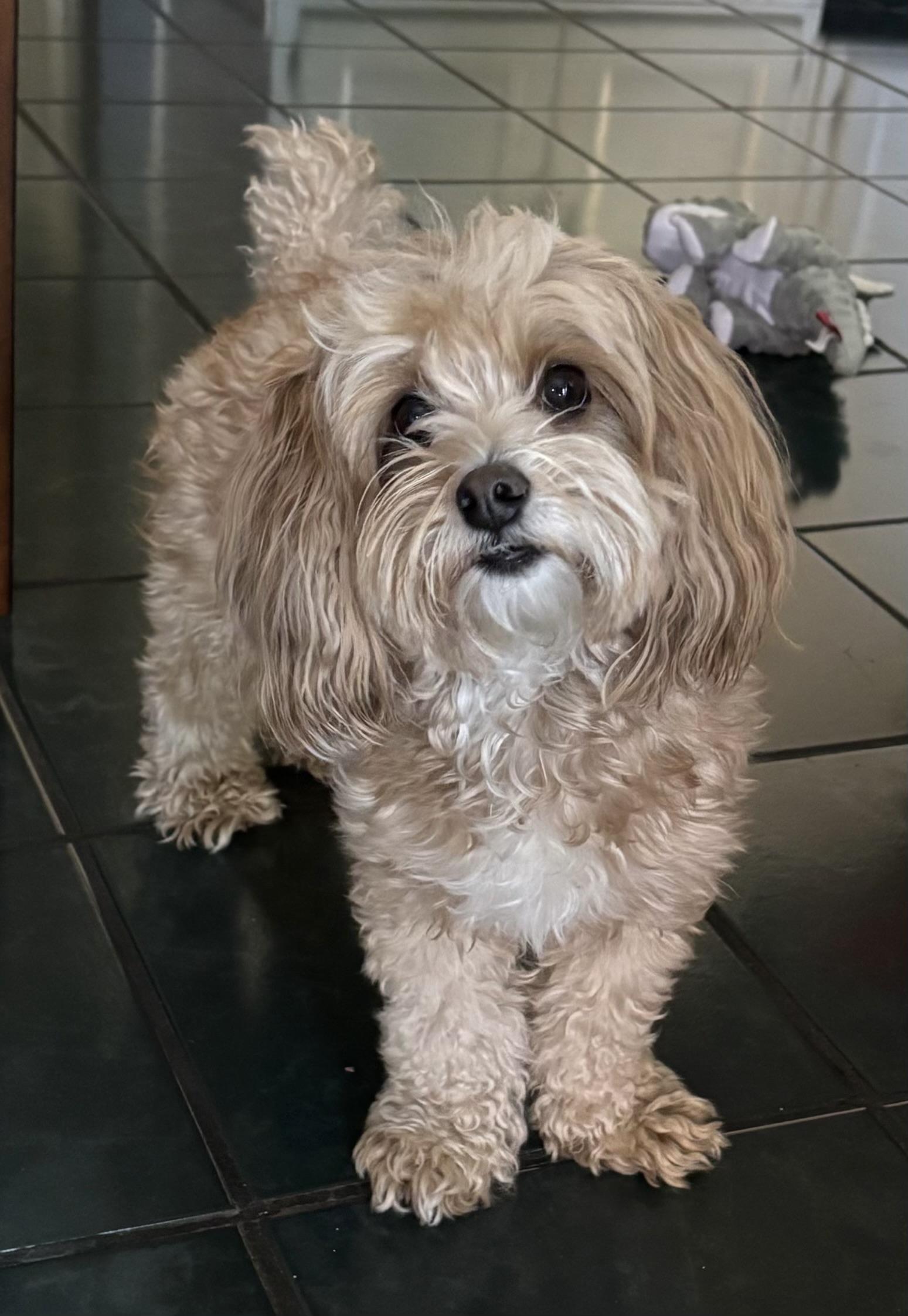 Teddy, Adopted, Adult Male Maltese & Poodle.