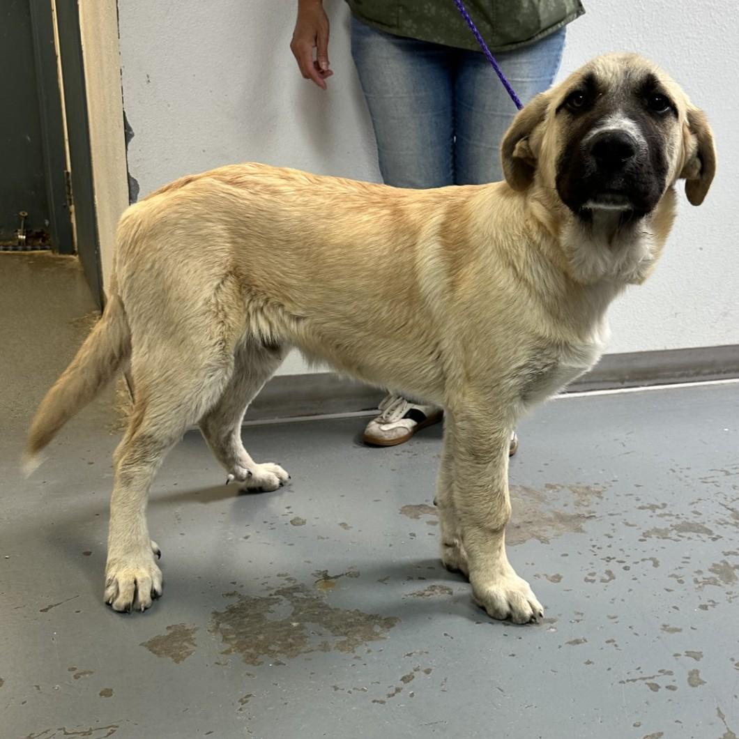 Enlarge 61146481, a ADOPTABLE mixed breed in Elko, NV image 1/1