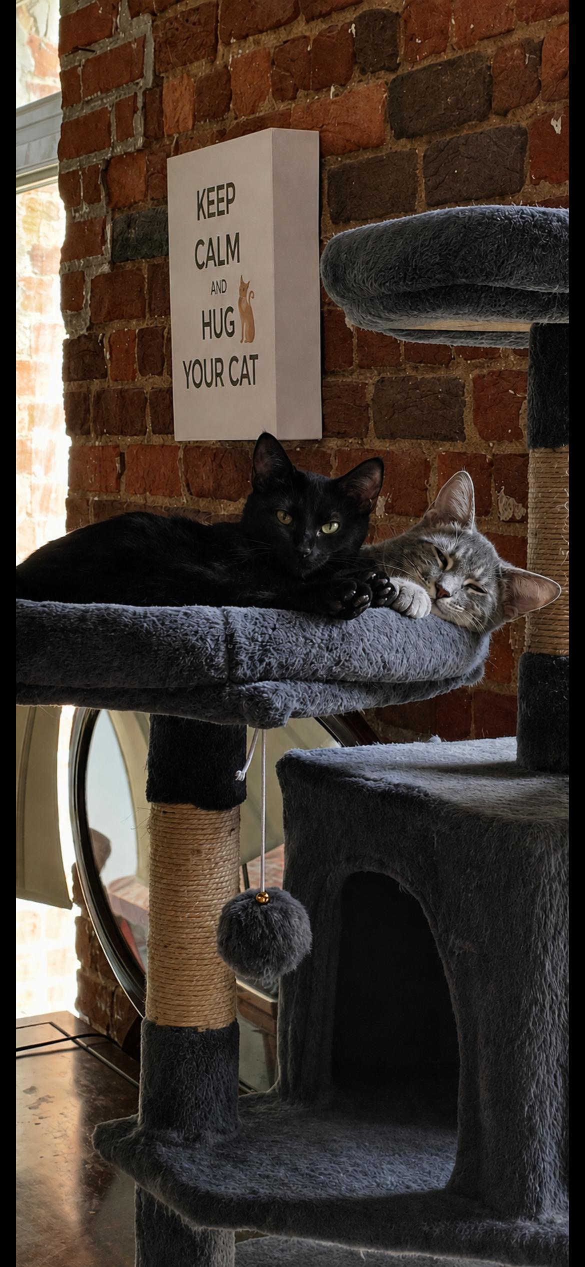 Enlarge Jet, a Adoptable mixed breed in Fountain Inn, SC image 5/6
