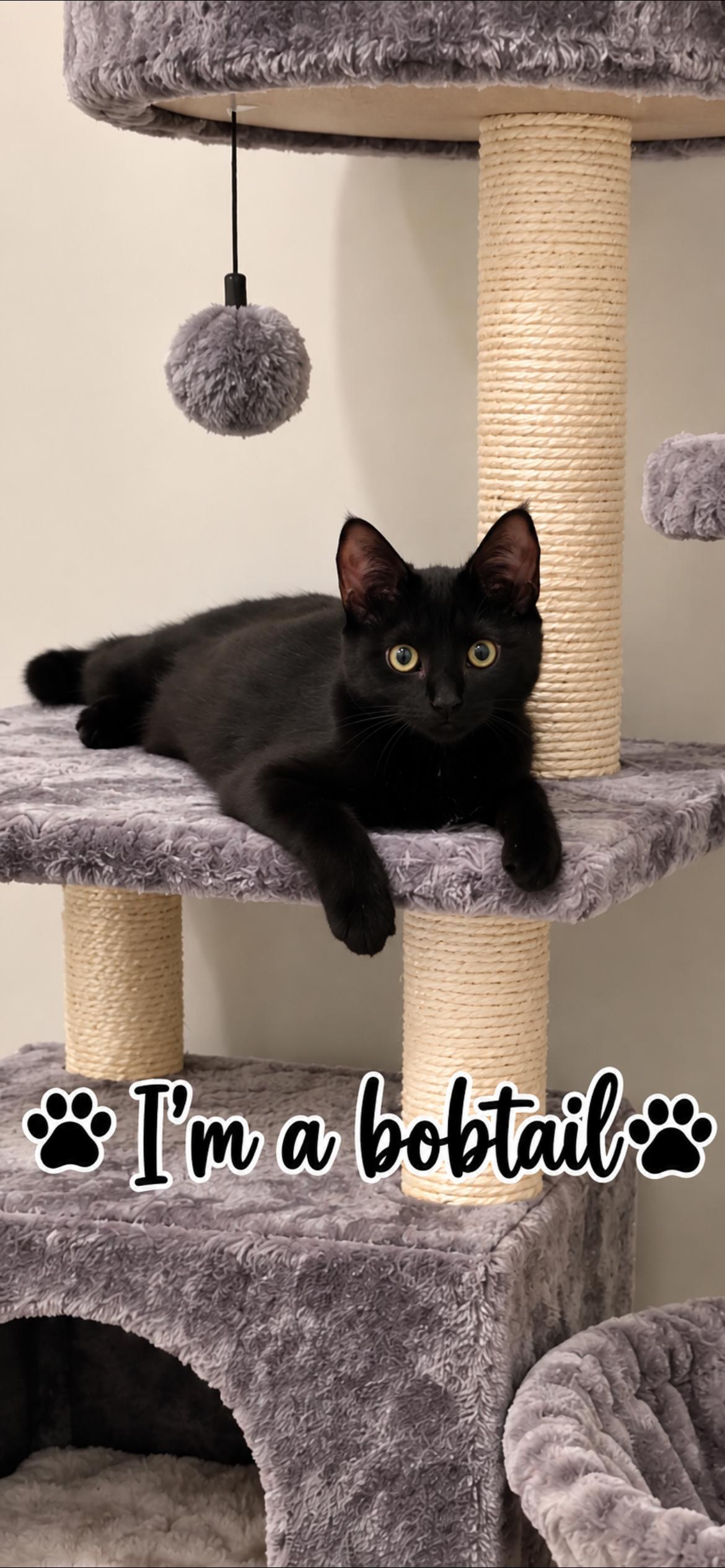 Jet, Adoptable, Kitten Female American Bobtail.