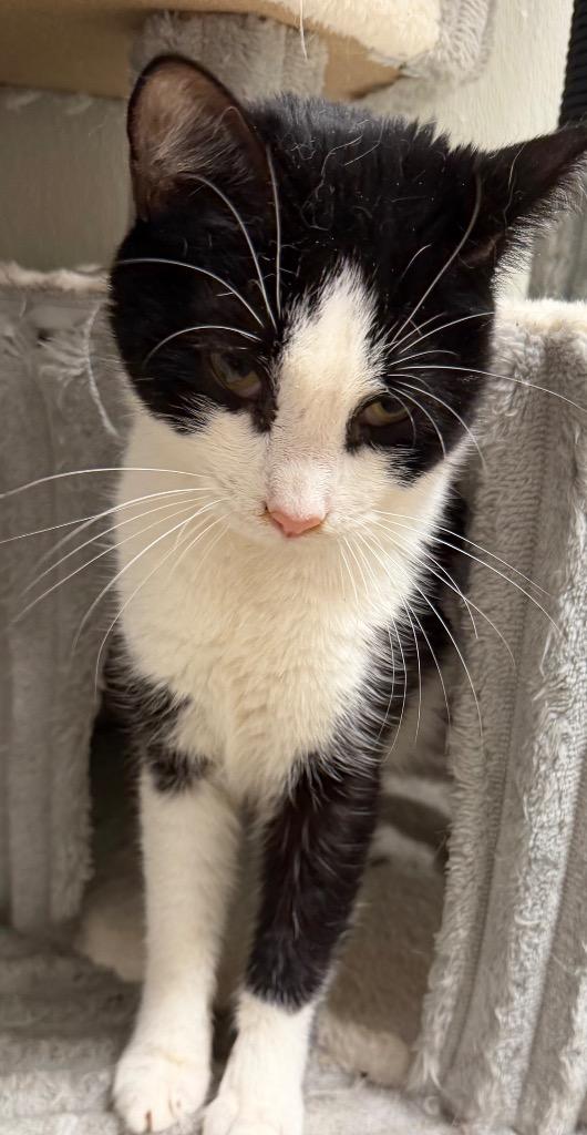 Ruby, Adoptable, Young Female American Shorthair.