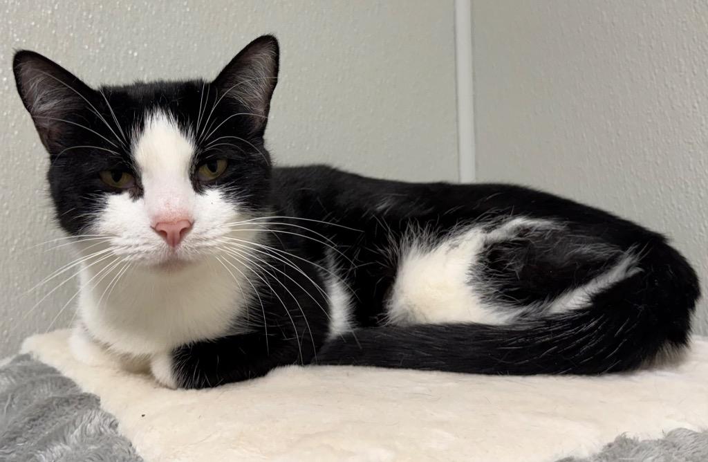 Enlarge Ruby, a Adoptable American Shorthair in Ferndale, NY image 2/2
