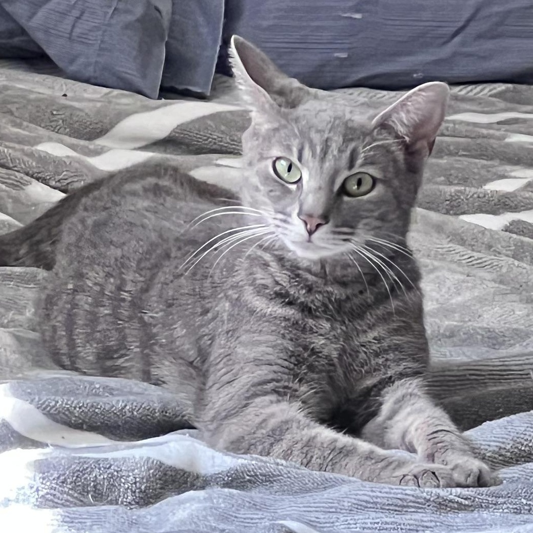 Nola, adopted, Young Female Tabby & Domestic Short Hair.