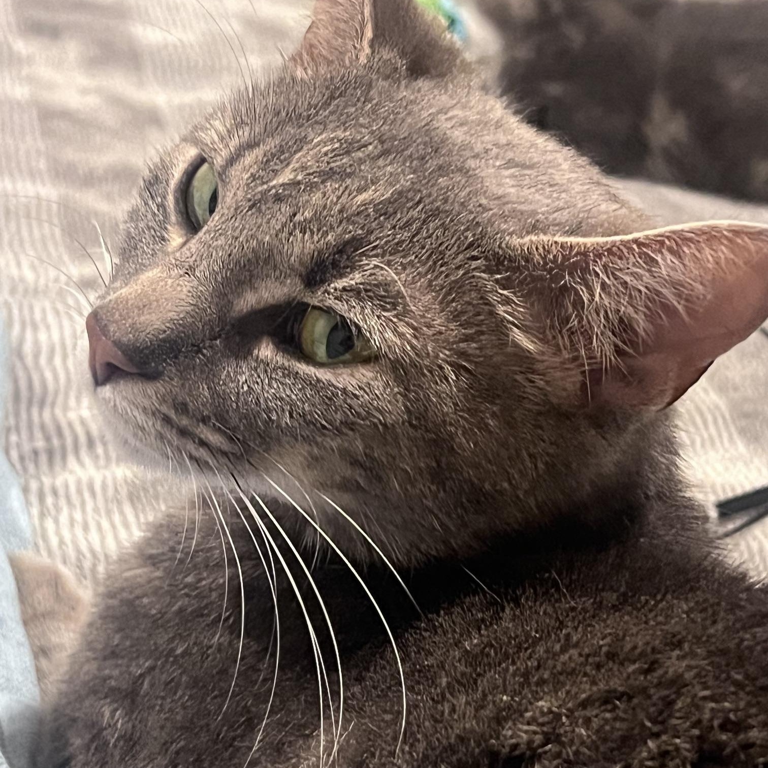 Enlarge Nola, an adopted mixed breed in Hyattsville, MD image 4/6