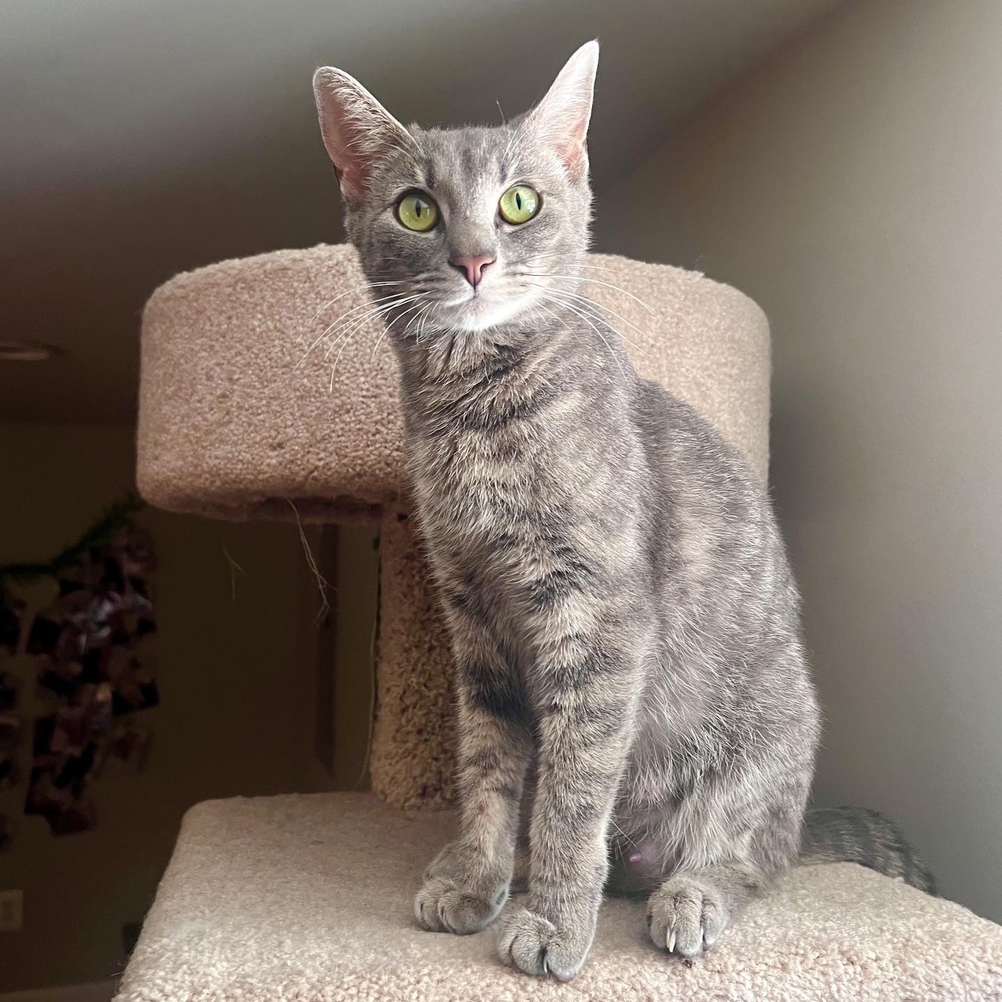 Enlarge Nola, an adopted mixed breed in Hyattsville, MD image 2/6