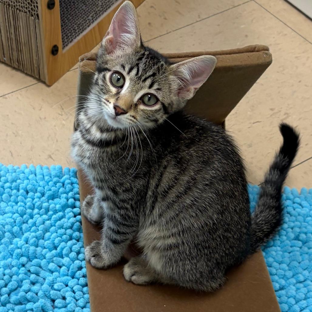 Ross, Adoptable, Kitten Male Domestic Short Hair.