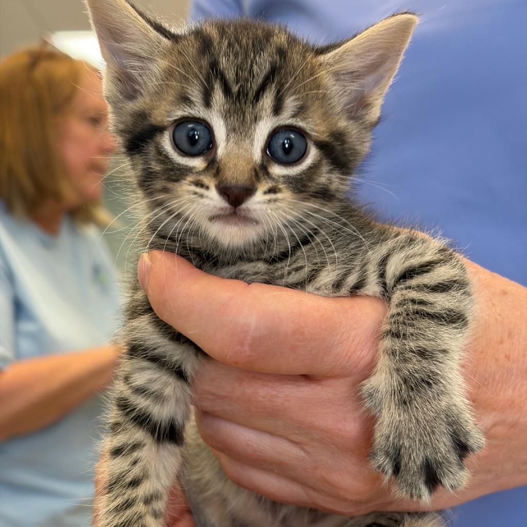 Ross, Adoptable, Kitten Male Domestic Short Hair.