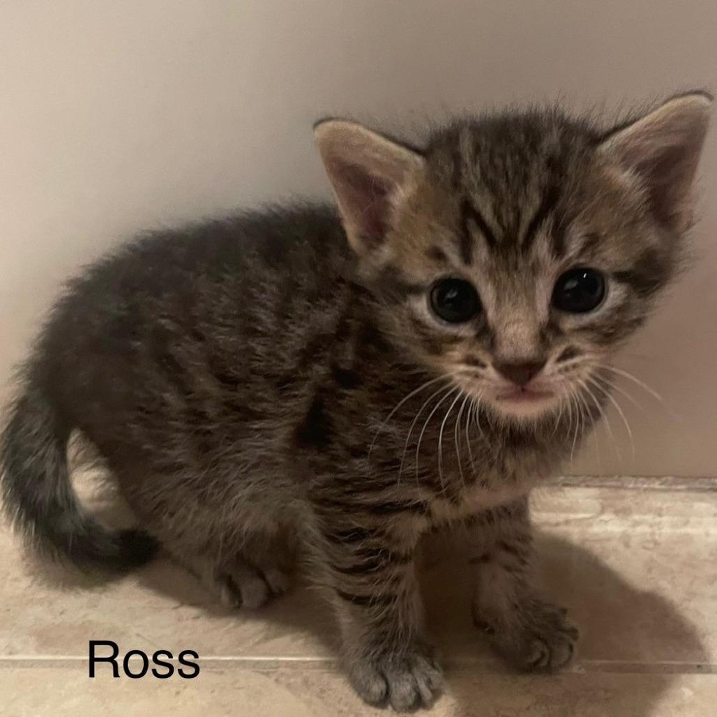 Ross, Adoptable, Kitten Male Domestic Short Hair.