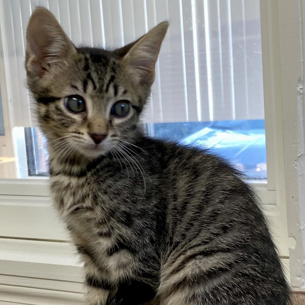 Ross, a Adoptable Domestic Short Hair in Greensboro, GA image 2/4