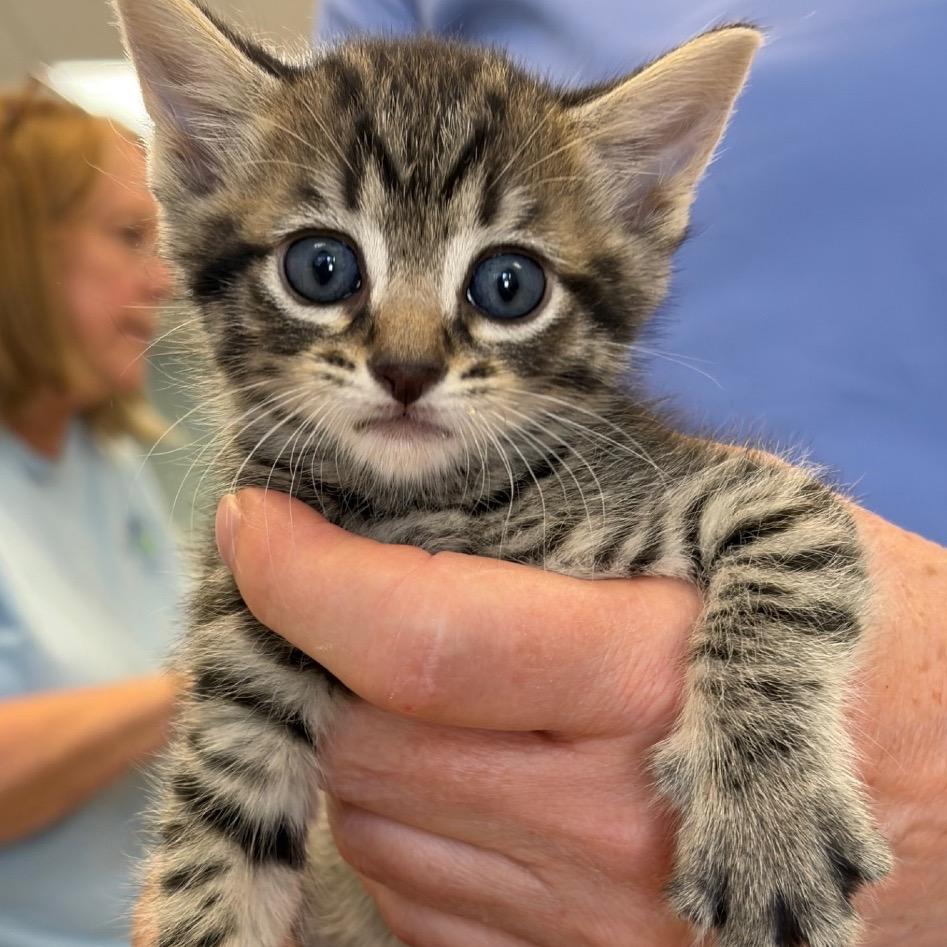 Ross, a Adoptable Domestic Short Hair in Greensboro, GA image 3/4
