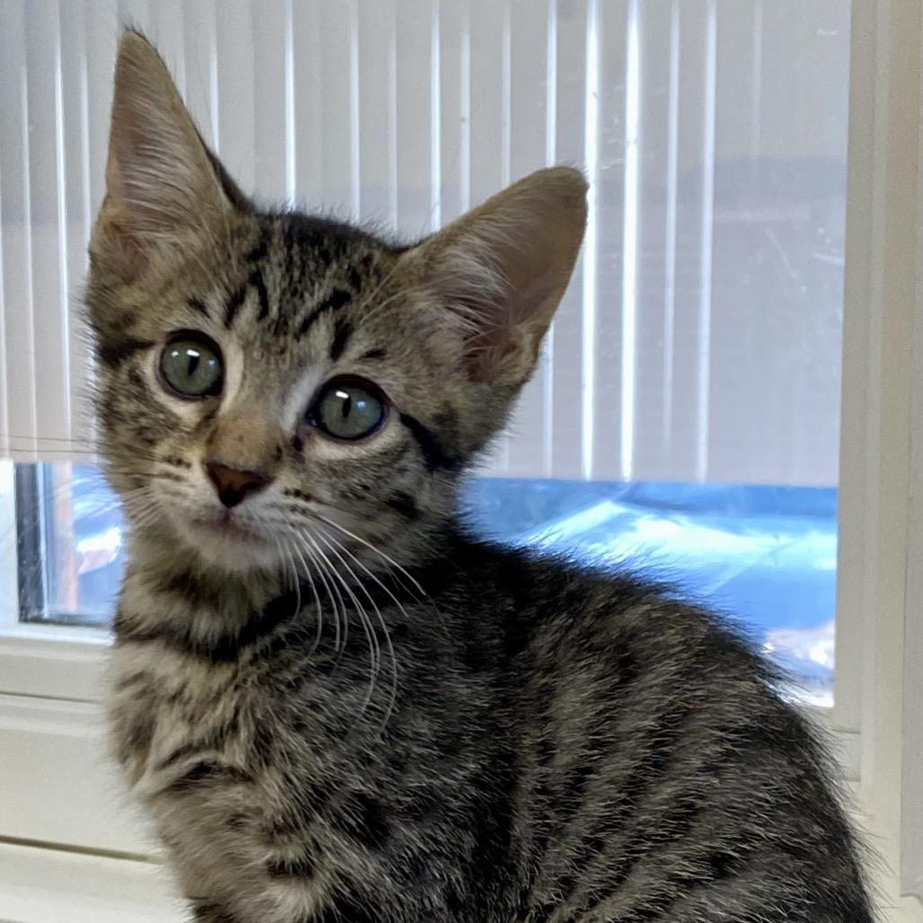 Ross, a Adoptable Domestic Short Hair in Greensboro, GA image 4/4