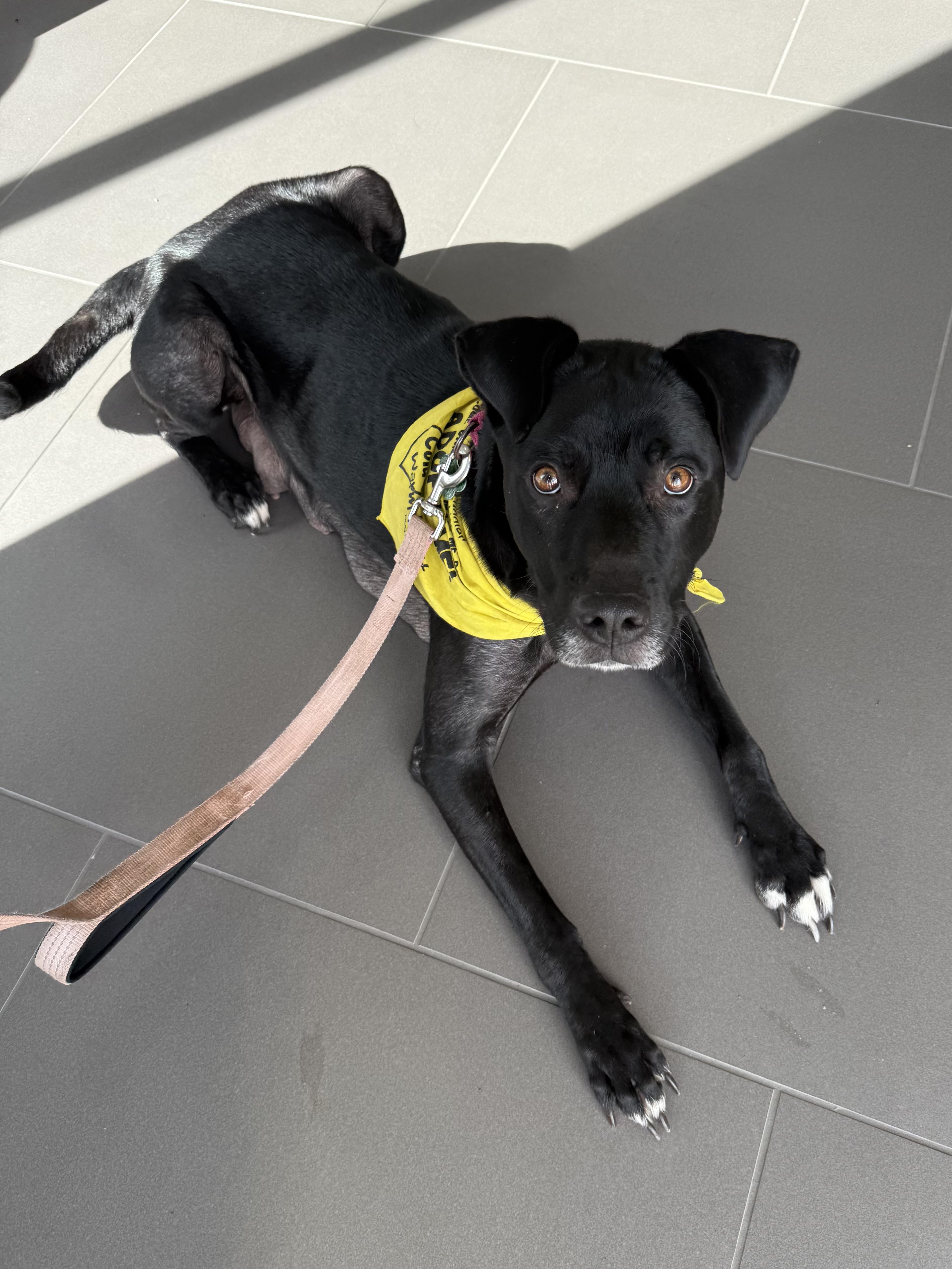 Enlarge Winnie, a Adoptable mixed breed in Succasunna, NJ image 6/6