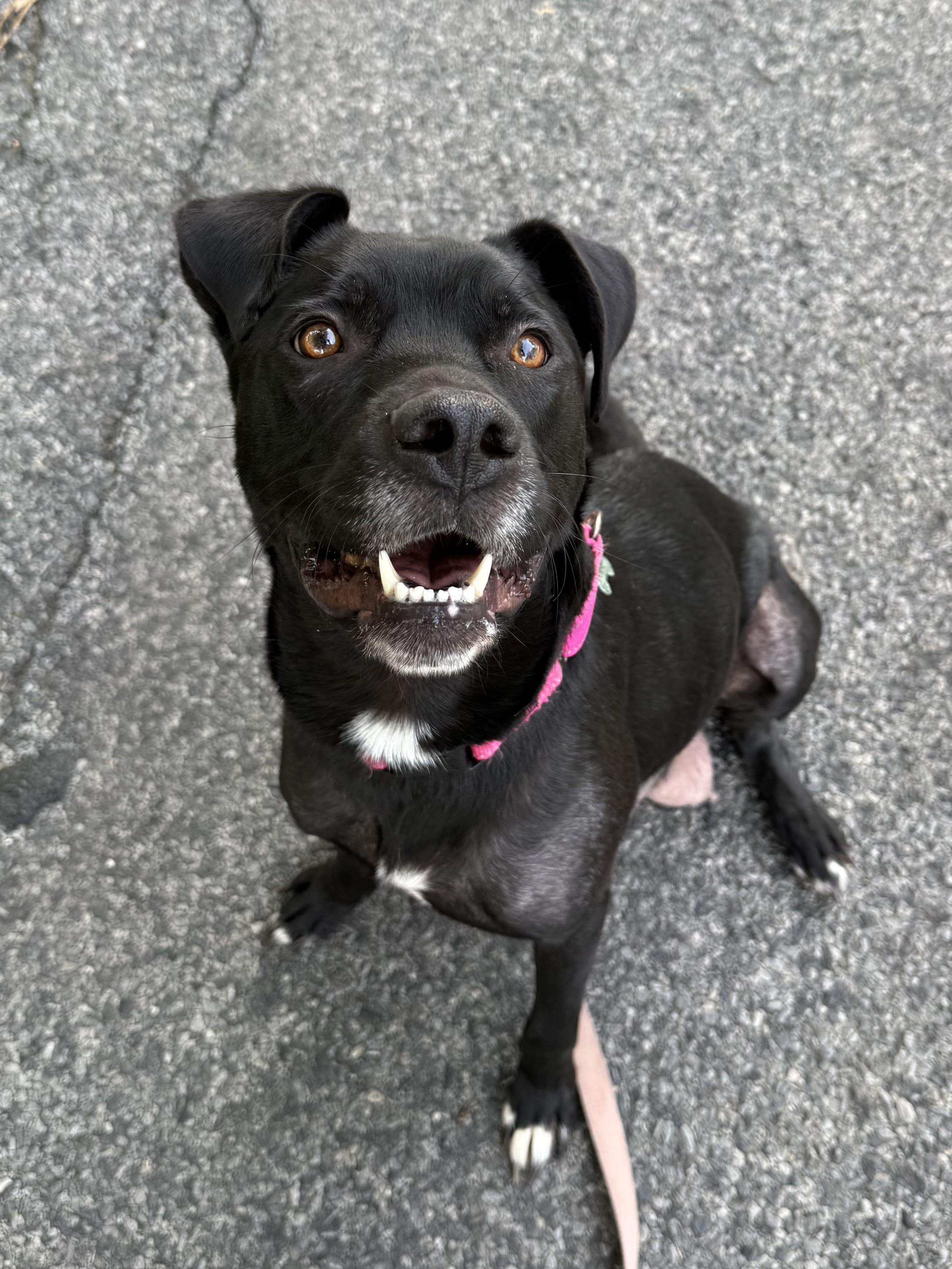 Enlarge Winnie, a Adoptable mixed breed in Succasunna, NJ image 5/6
