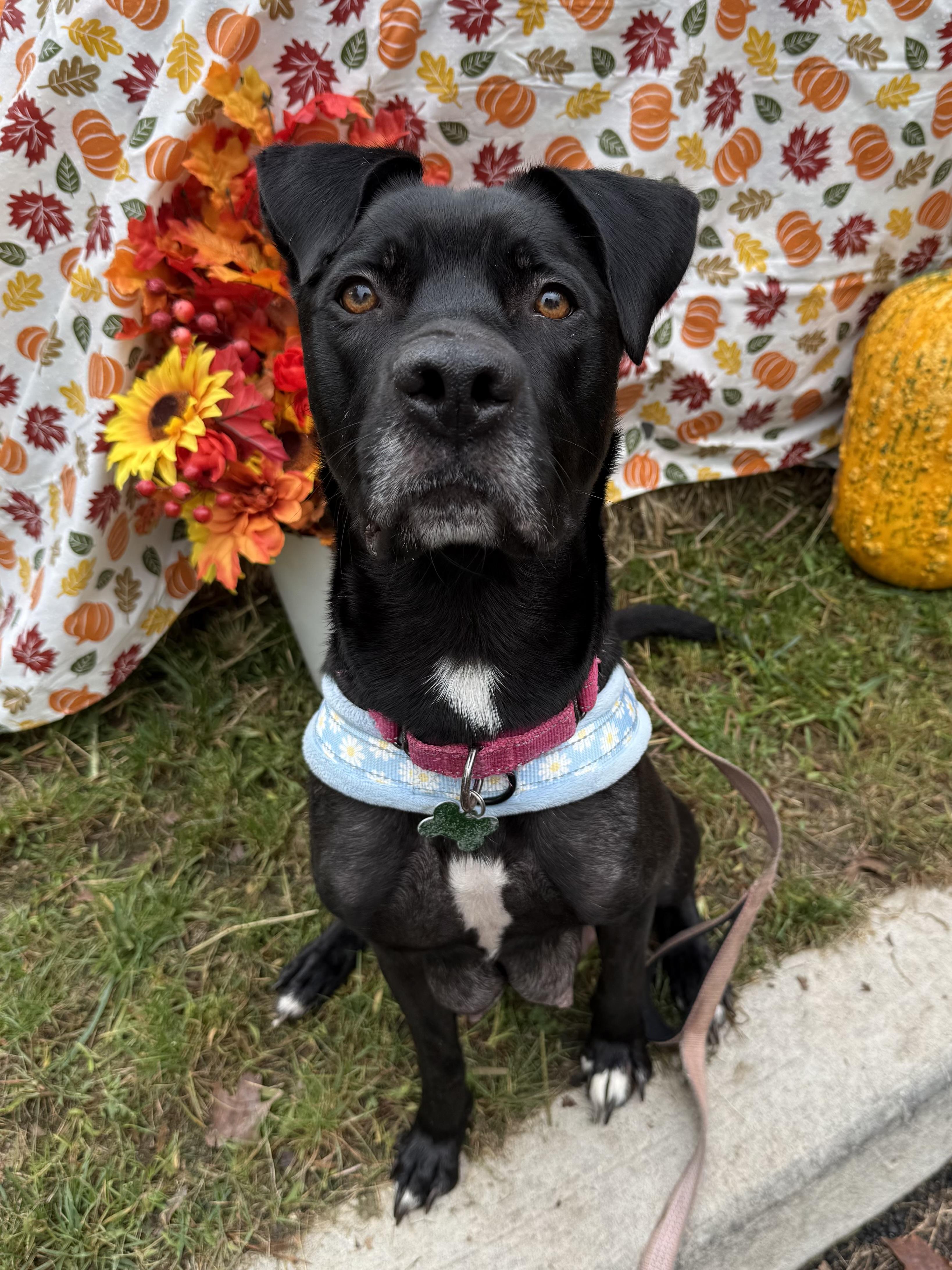 Enlarge Winnie, a Adoptable mixed breed in Succasunna, NJ image 1/6