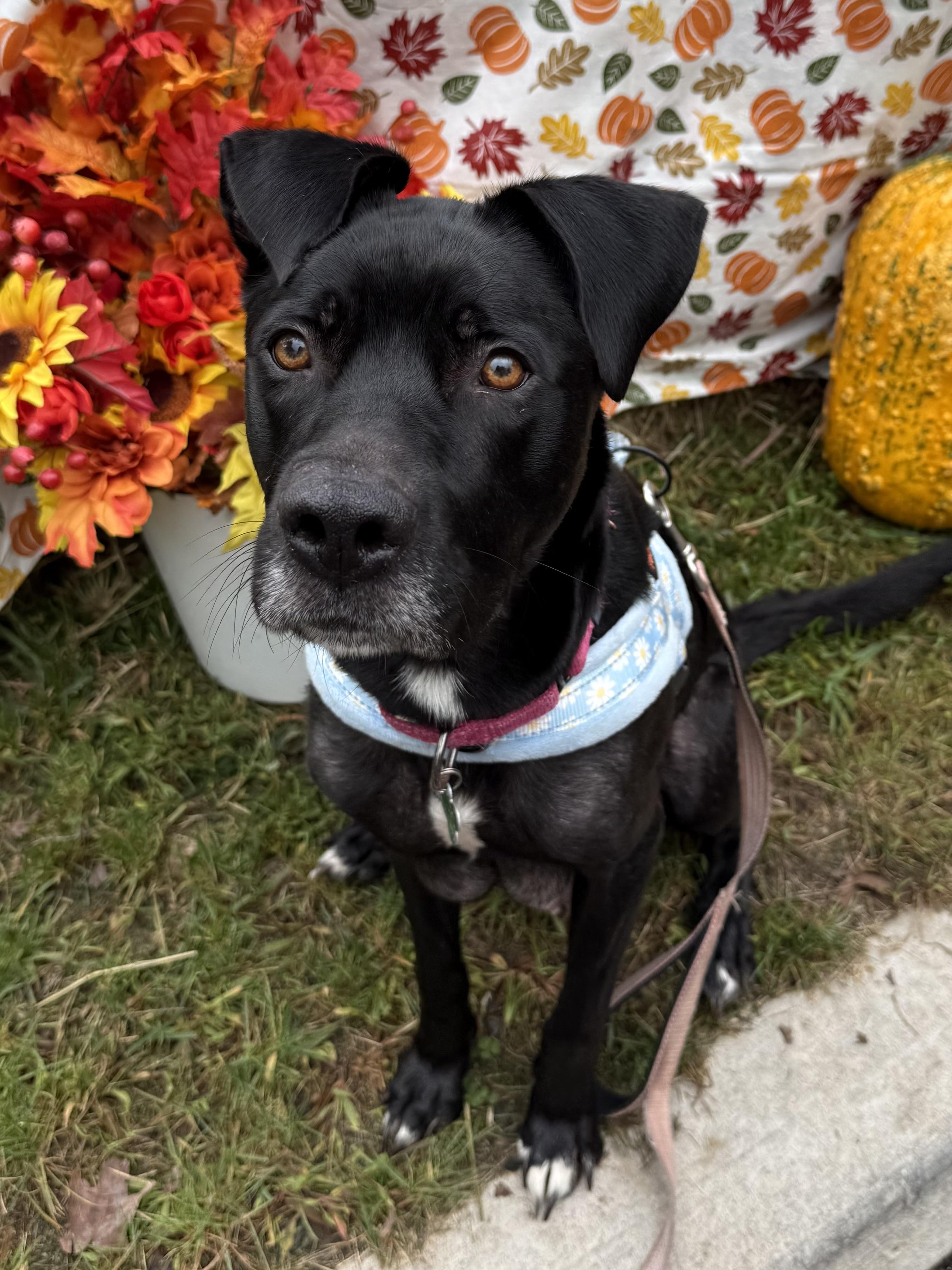 Enlarge Winnie, a Adoptable mixed breed in Succasunna, NJ image 3/6