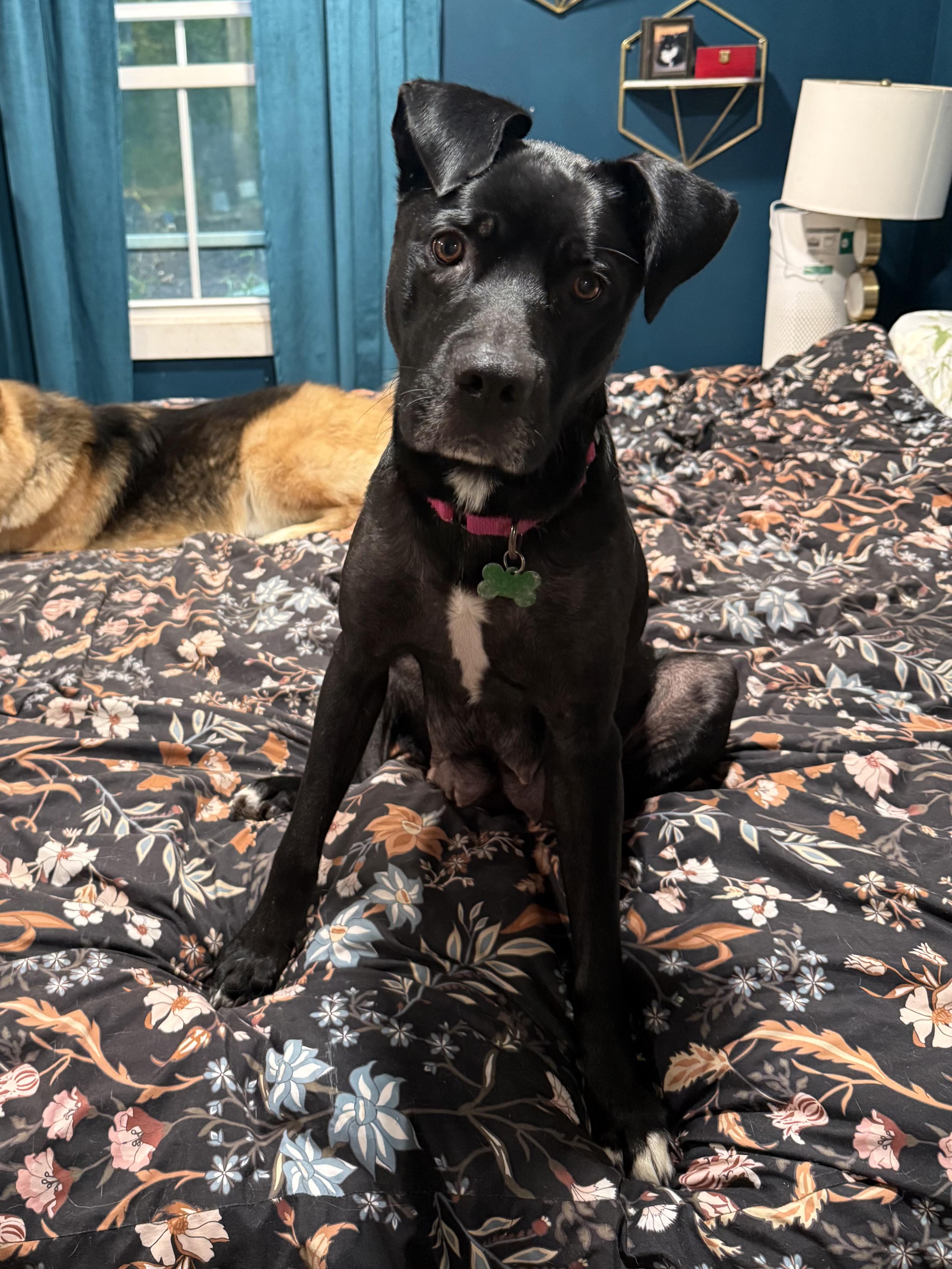 Enlarge Winnie, a Adoptable mixed breed in Succasunna, NJ image 4/6