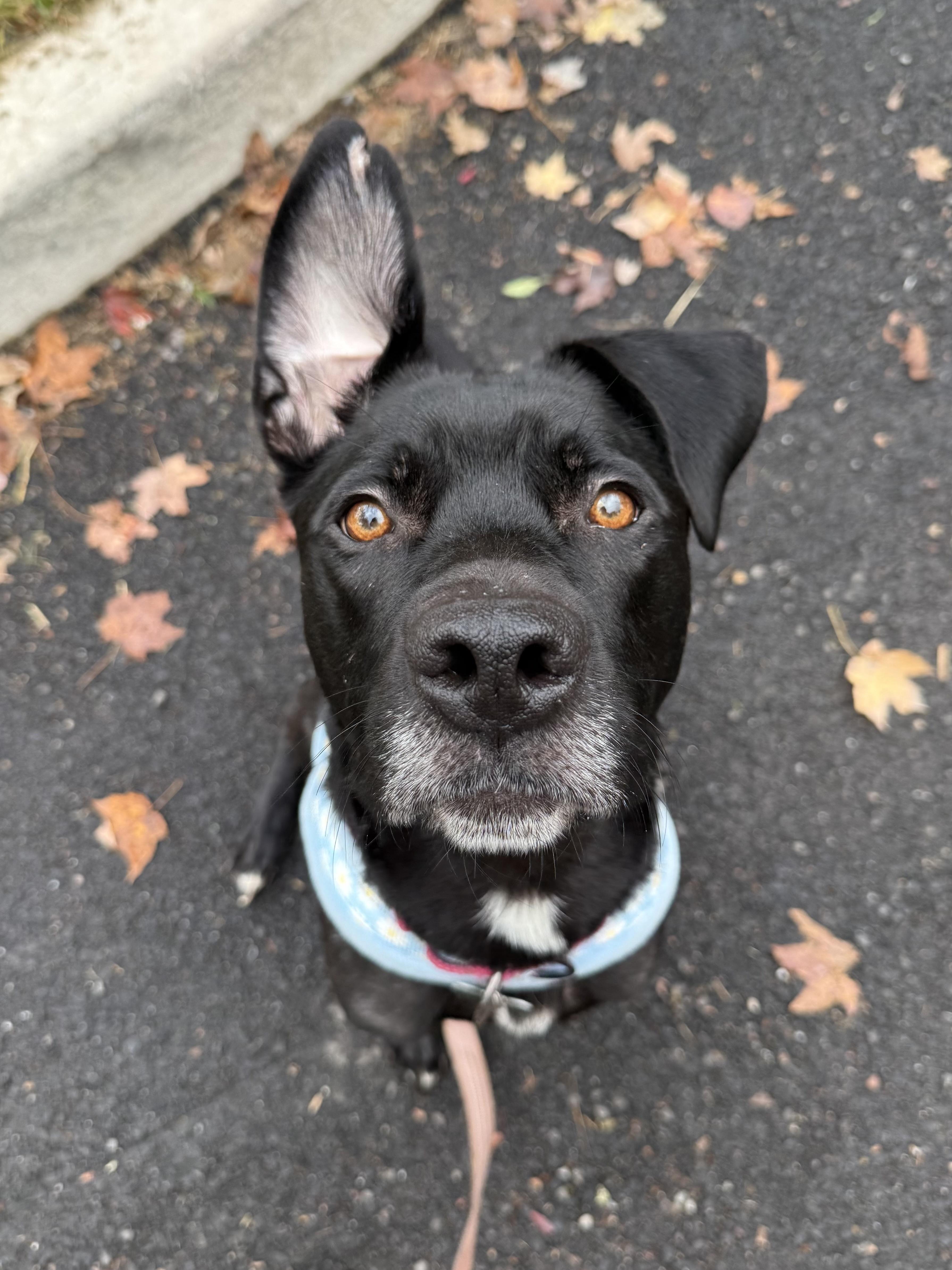 Enlarge Winnie, a Adoptable mixed breed in Succasunna, NJ image 2/6