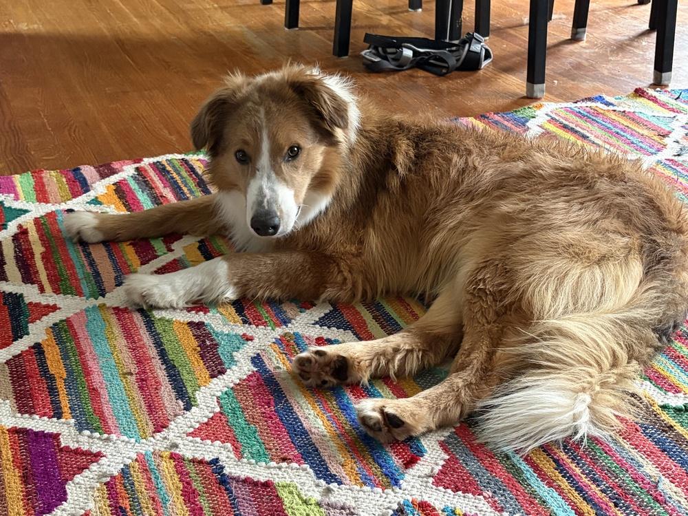 Eddie, Adoptable, Young Male Collie.