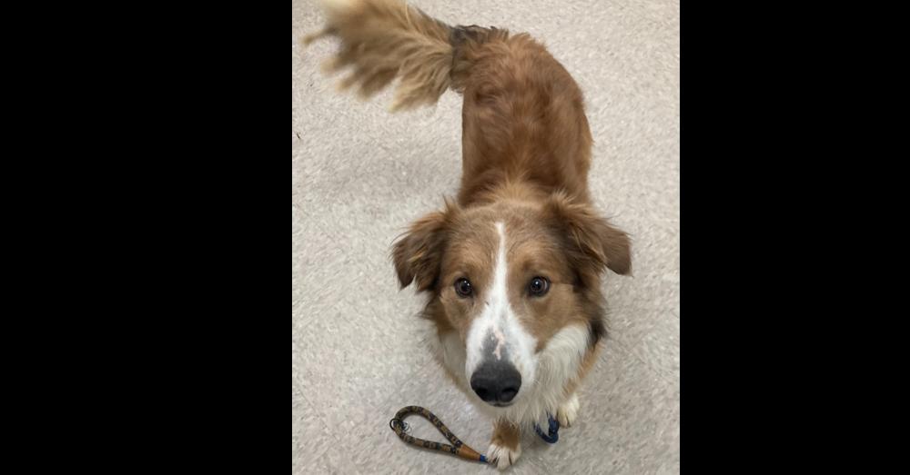 Enlarge Eddie, a Adoptable mixed breed in Greenbelt, MD image 2/6