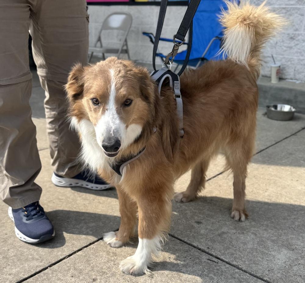 Enlarge Eddie, a Adoptable mixed breed in Greenbelt, MD image 4/6