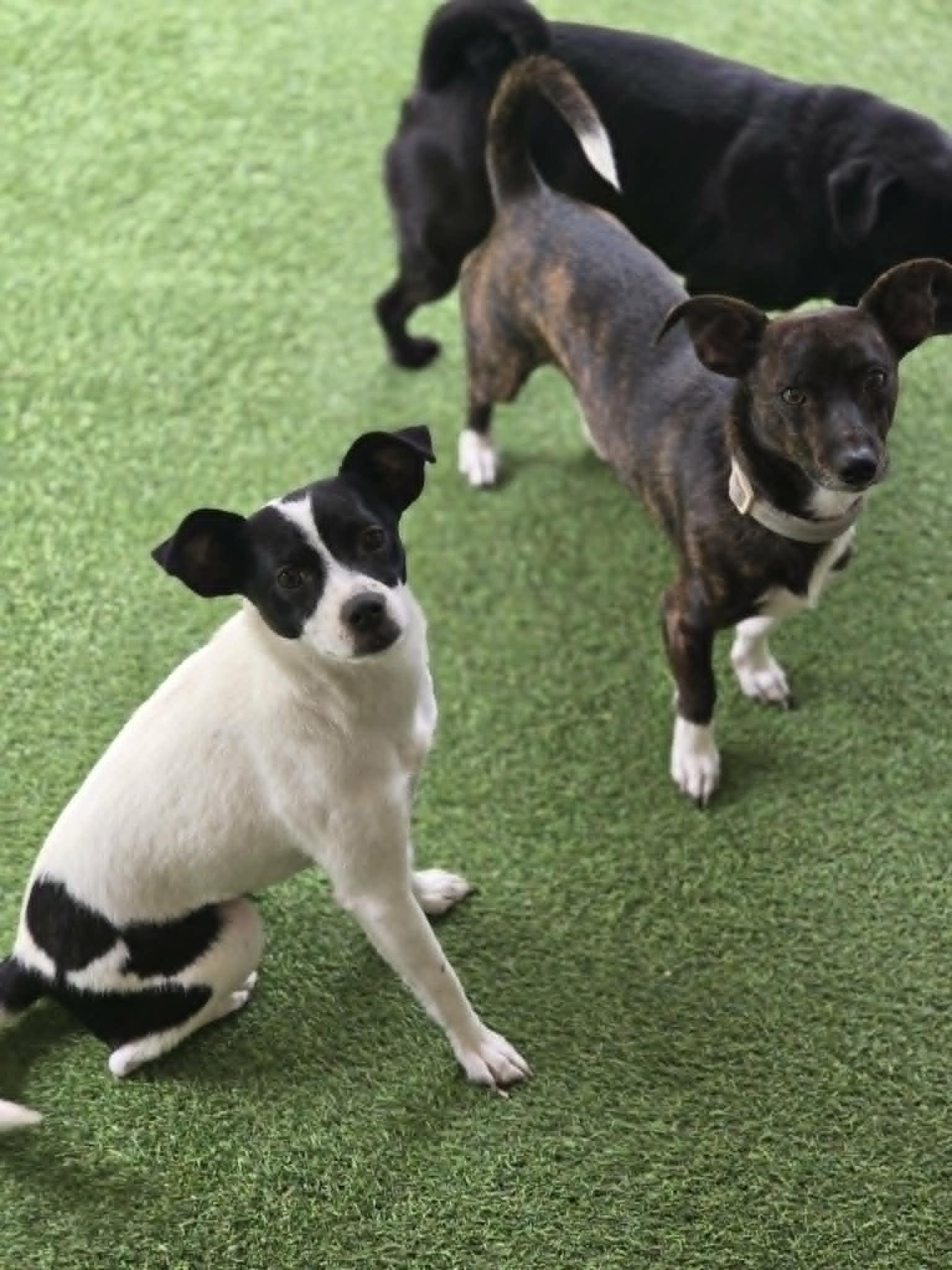 Enlarge Audrey Faebelle, a Adoptable Chihuahua in Salt Lake City, UT image 2/3