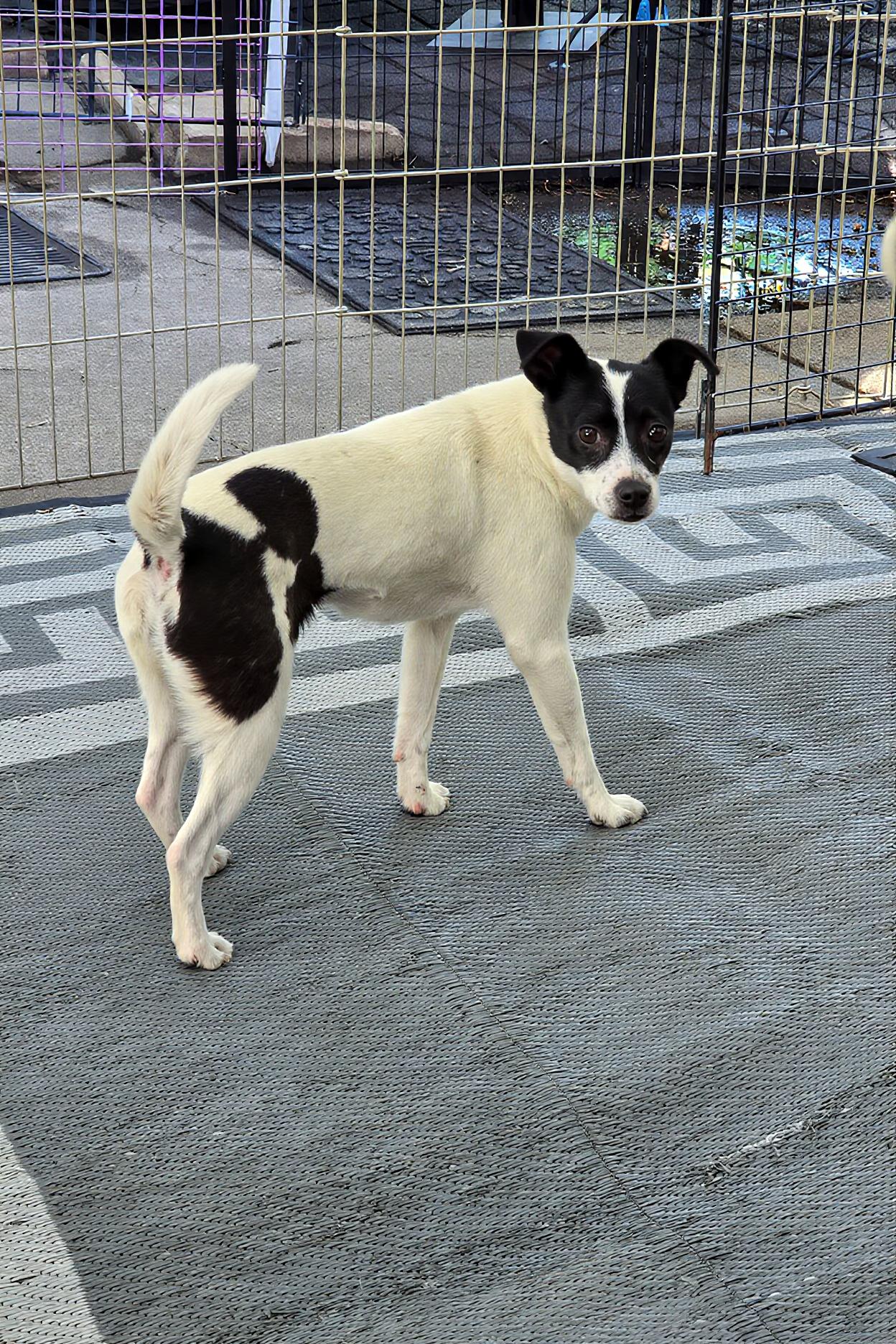 Audrey Faebelle, a Adoptable Chihuahua in Salt Lake City, UT image 3/3