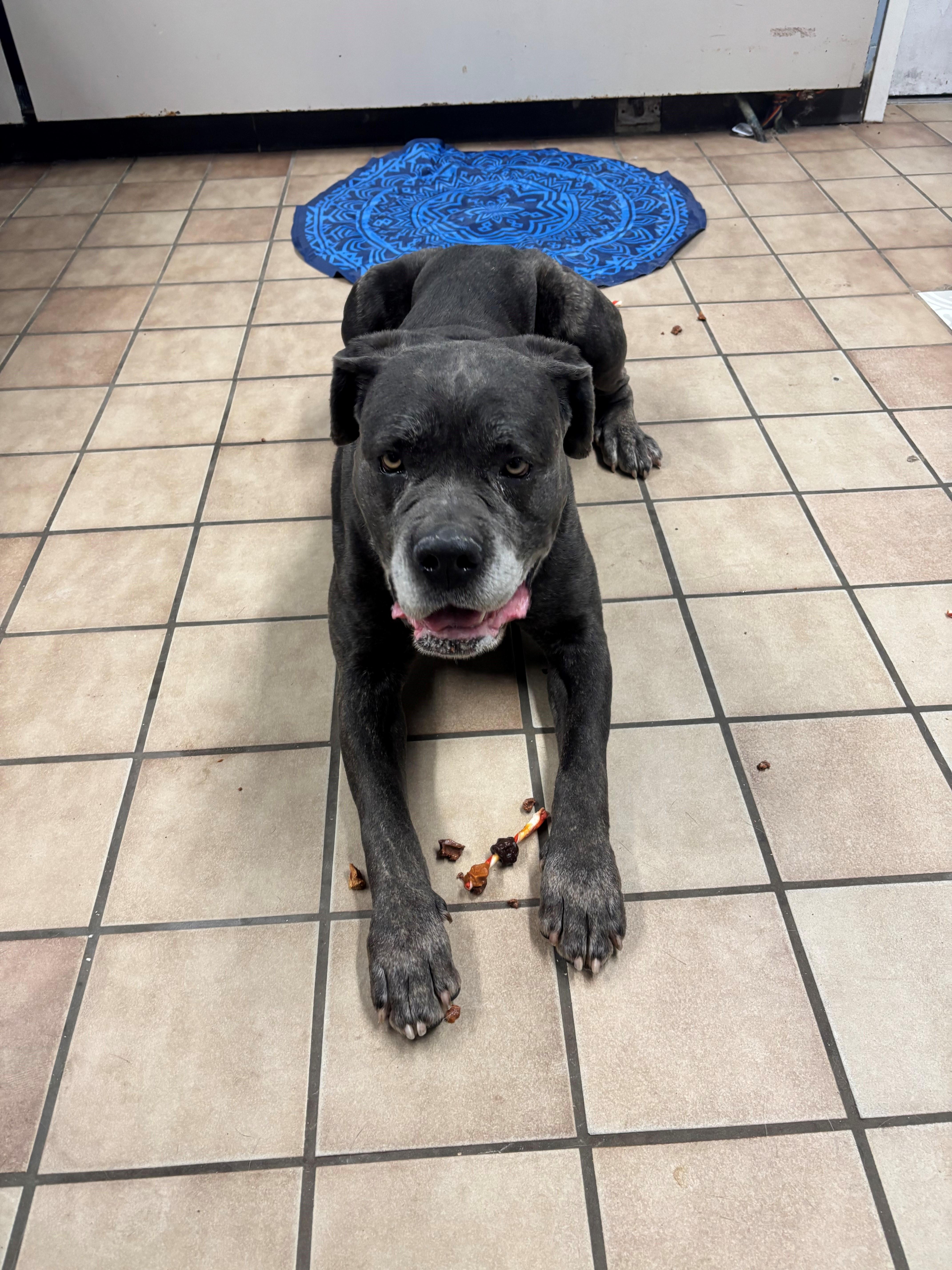 Olive, ADOPTABLE, Senior Female Mastiff & Labrador Retriever.