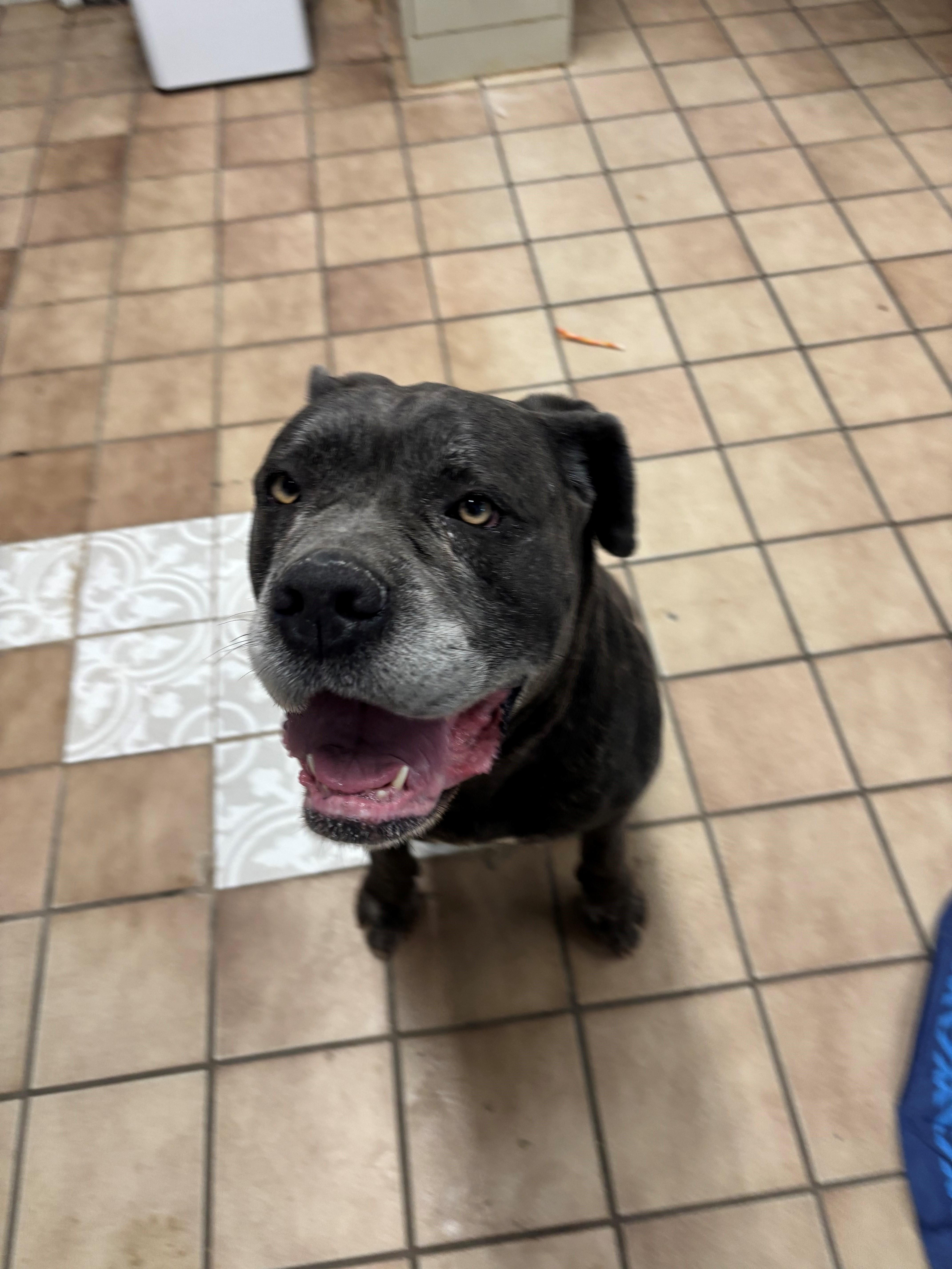 Olive, a ADOPTABLE mixed breed in Edison, NJ image 2/3