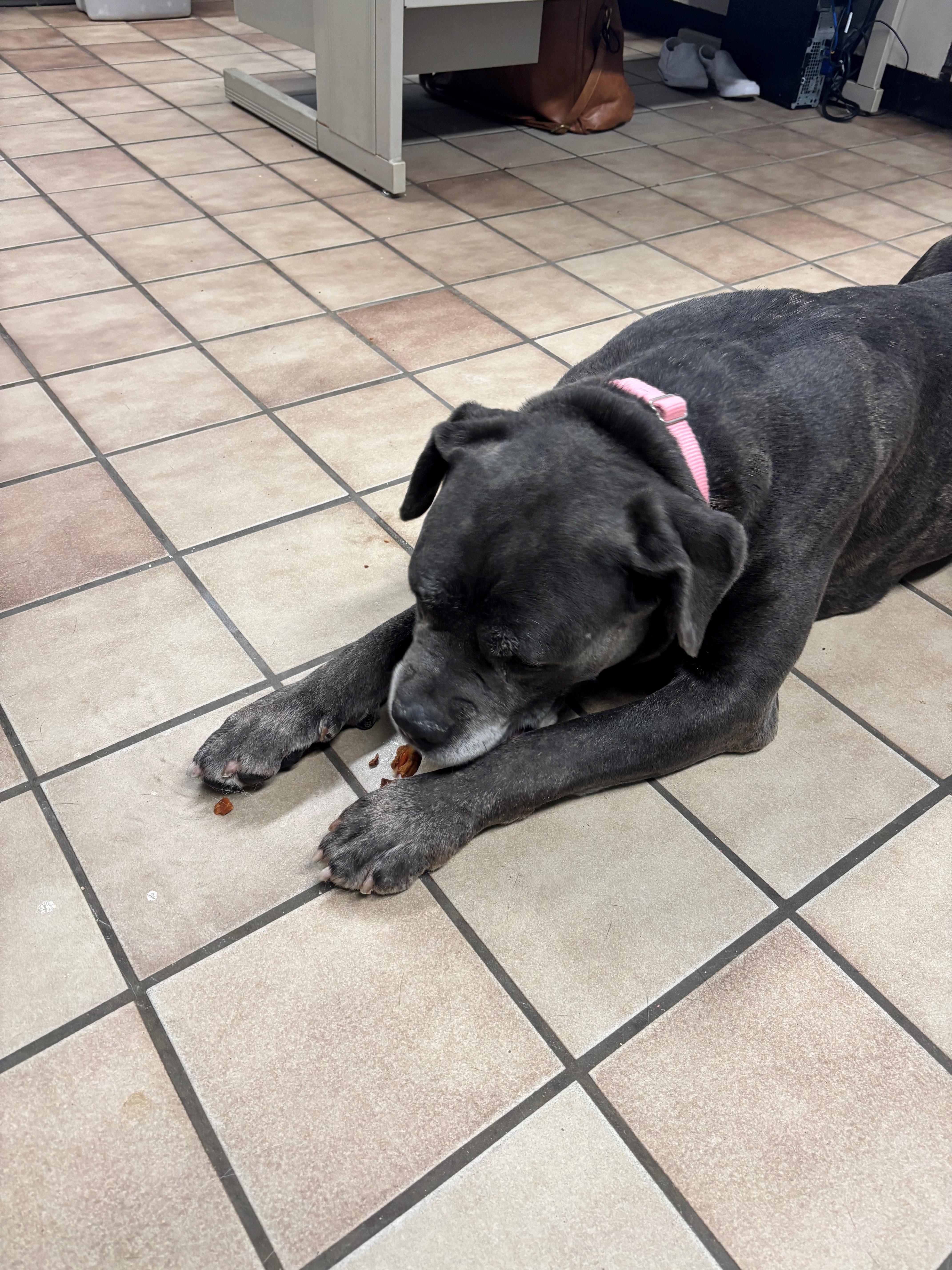 Olive, a ADOPTABLE mixed breed in Edison, NJ image 3/3