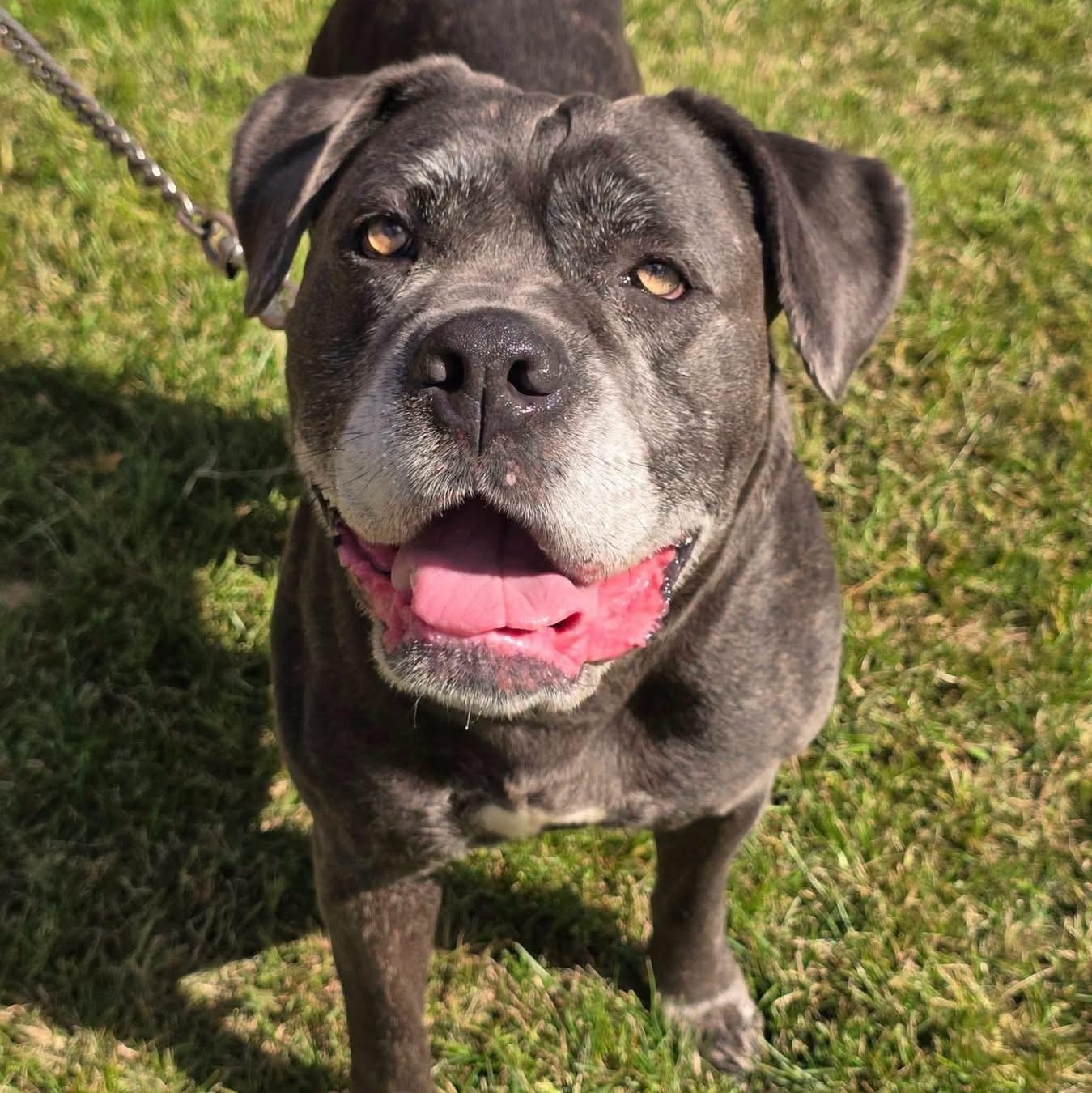 Enlarge Olive, a Adoptable mixed breed in Edison, NJ image 1/1