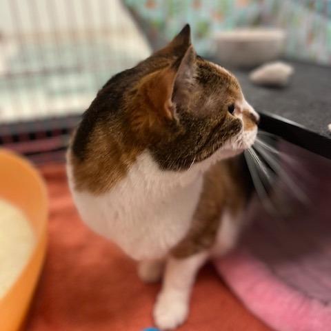 Enlarge Pumpkin Patch, a Adoptable Domestic Short Hair in Dayton, OH image 2/3