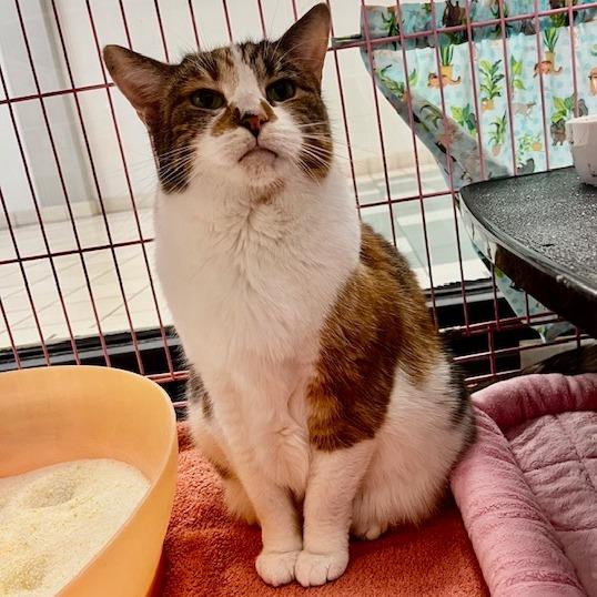 Enlarge Pumpkin Patch, a Adoptable Domestic Short Hair in Dayton, OH image 3/3