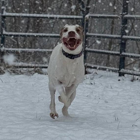 Donnie Wahlberg, a Adoptable Mixed Breed in Red House, WV image 1/3