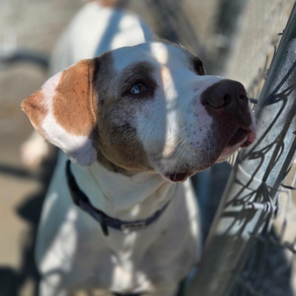 Donnie Wahlberg, a Adoptable Mixed Breed in Red House, WV image 2/4