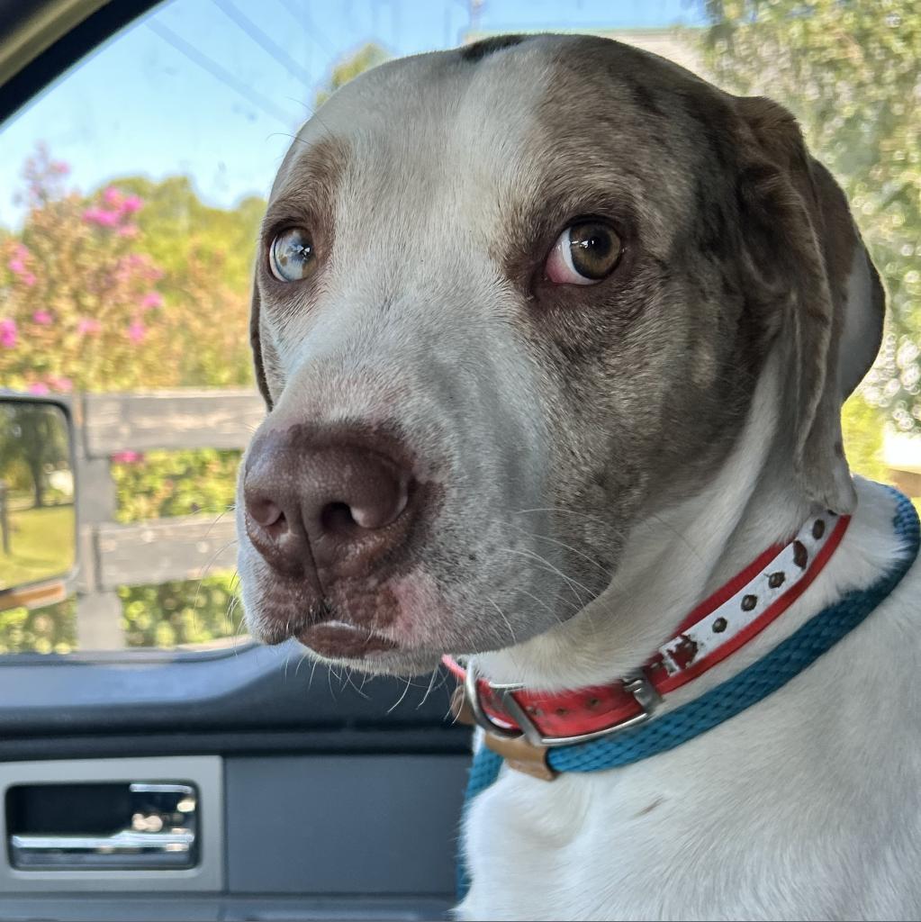 Donnie Wahlberg, a Adoptable Mixed Breed in Red House, WV image 2/3