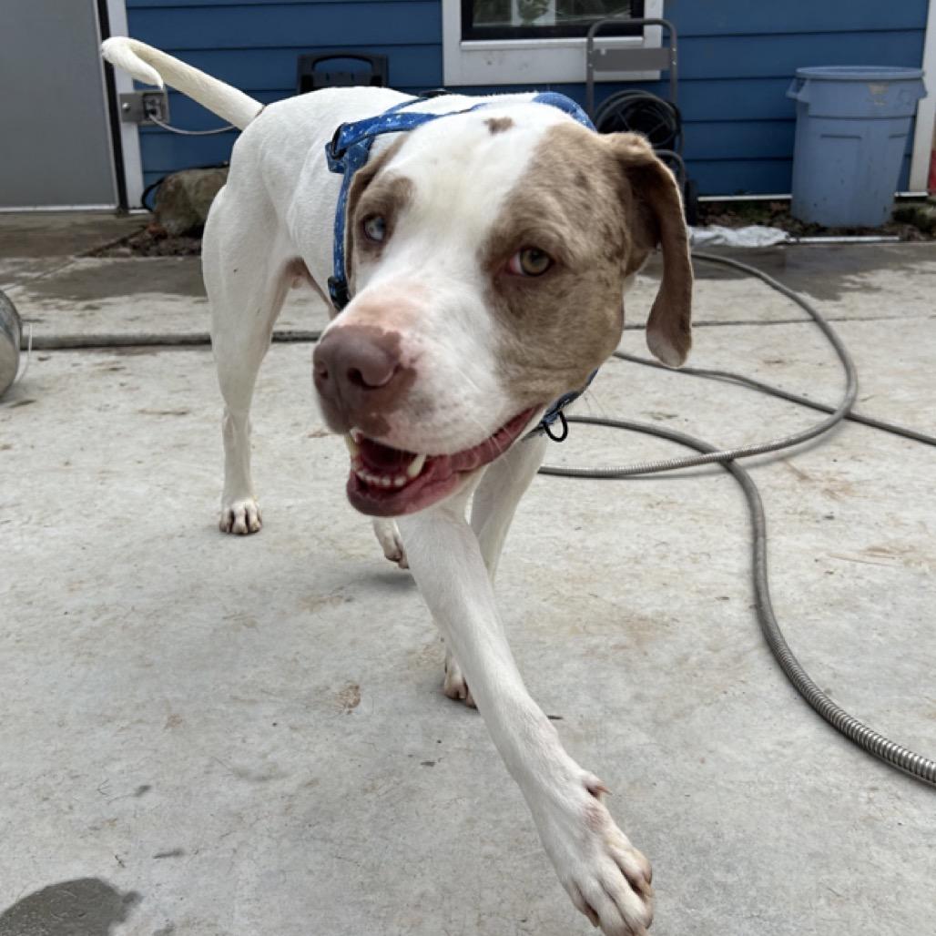 Donnie Wahlberg, a Adoptable Mixed Breed in Red House, WV image 3/3