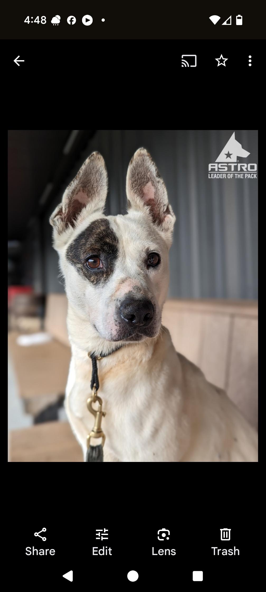 Mimi, Adult Female Australian Cattle Dog / Blue Heeler