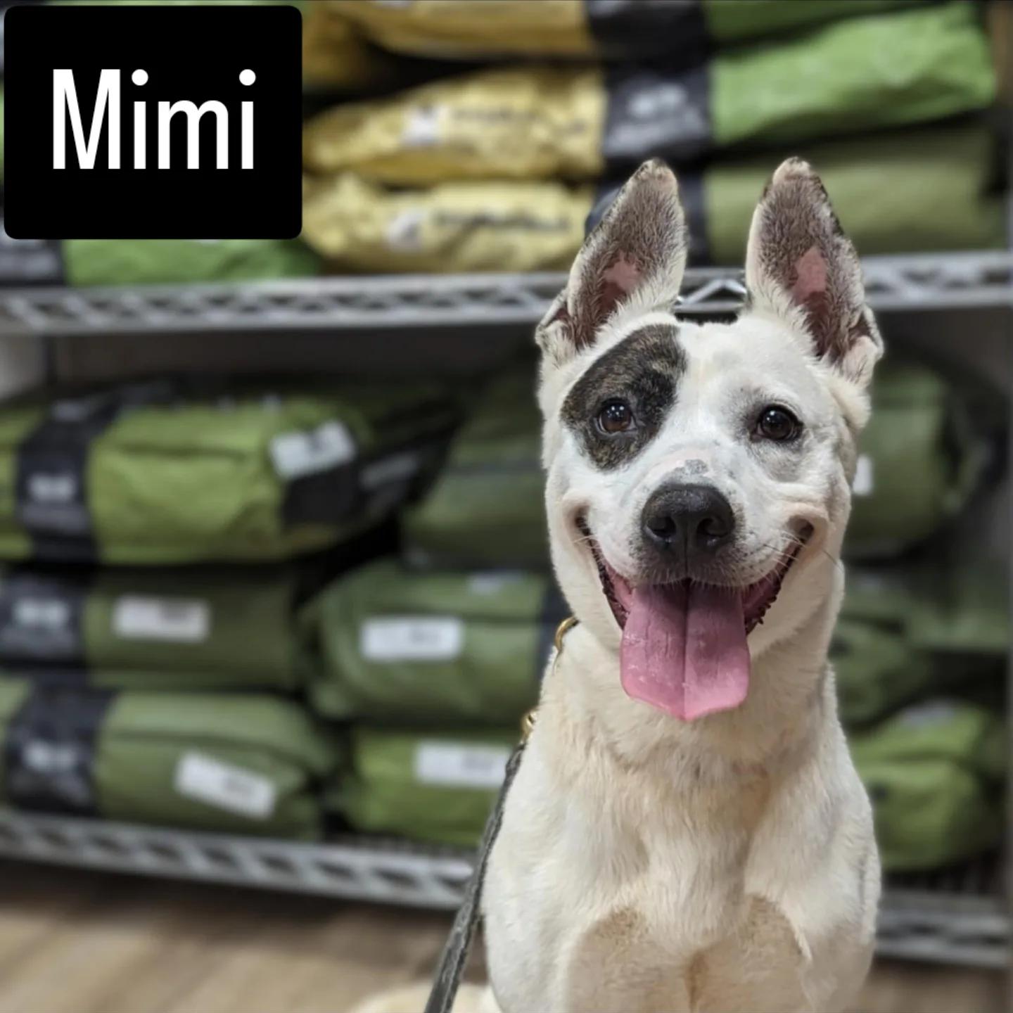Enlarge Mimi, a Adoptable mixed breed in Landrum, SC image 1/6