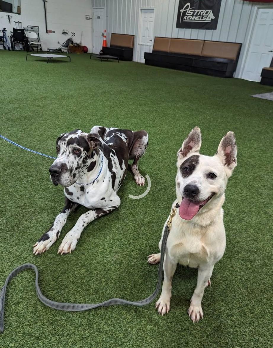 Enlarge Mimi, a Adoptable mixed breed in Landrum, SC image 2/6