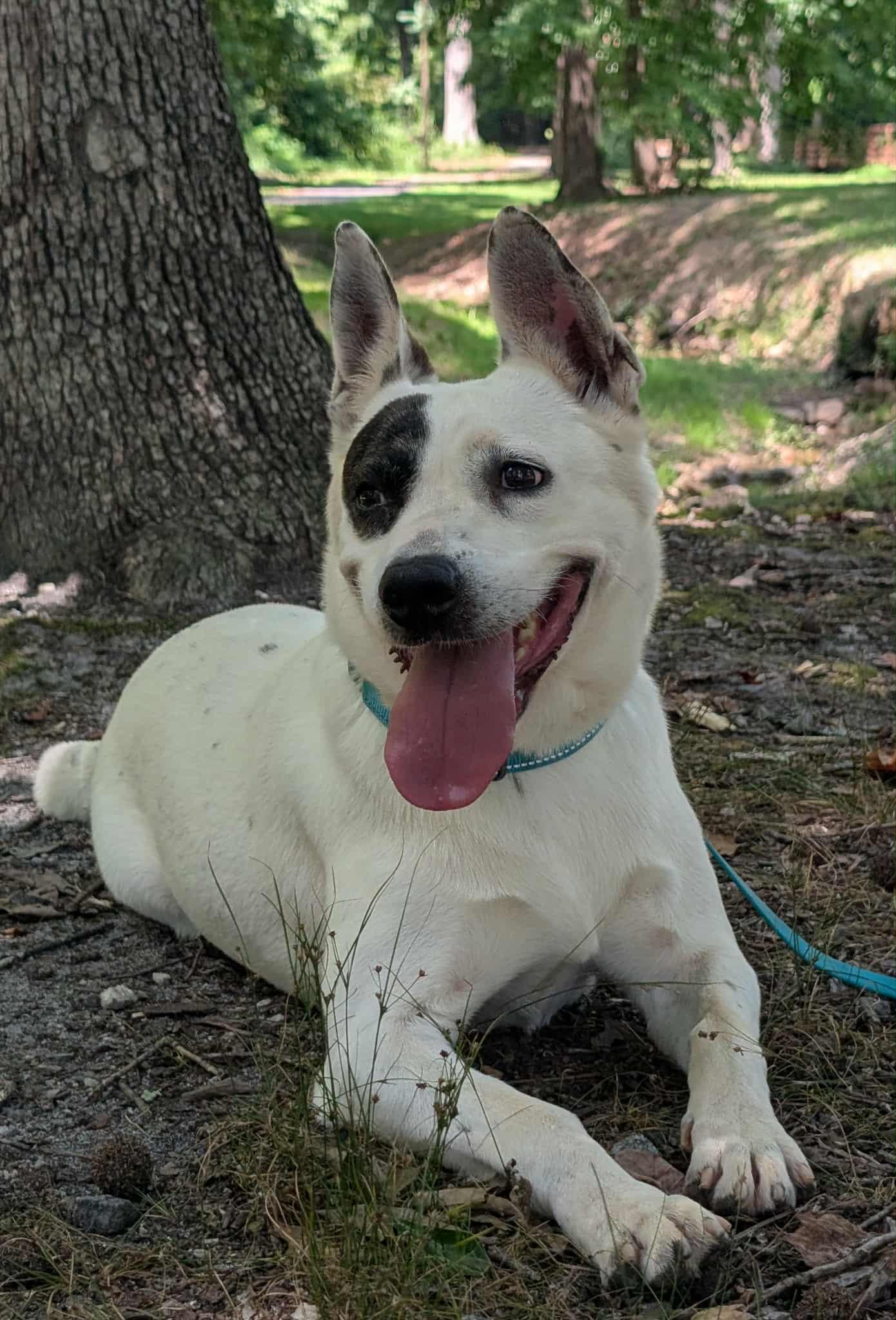 Enlarge Mimi, a Adoptable mixed breed in Landrum, SC image 3/6