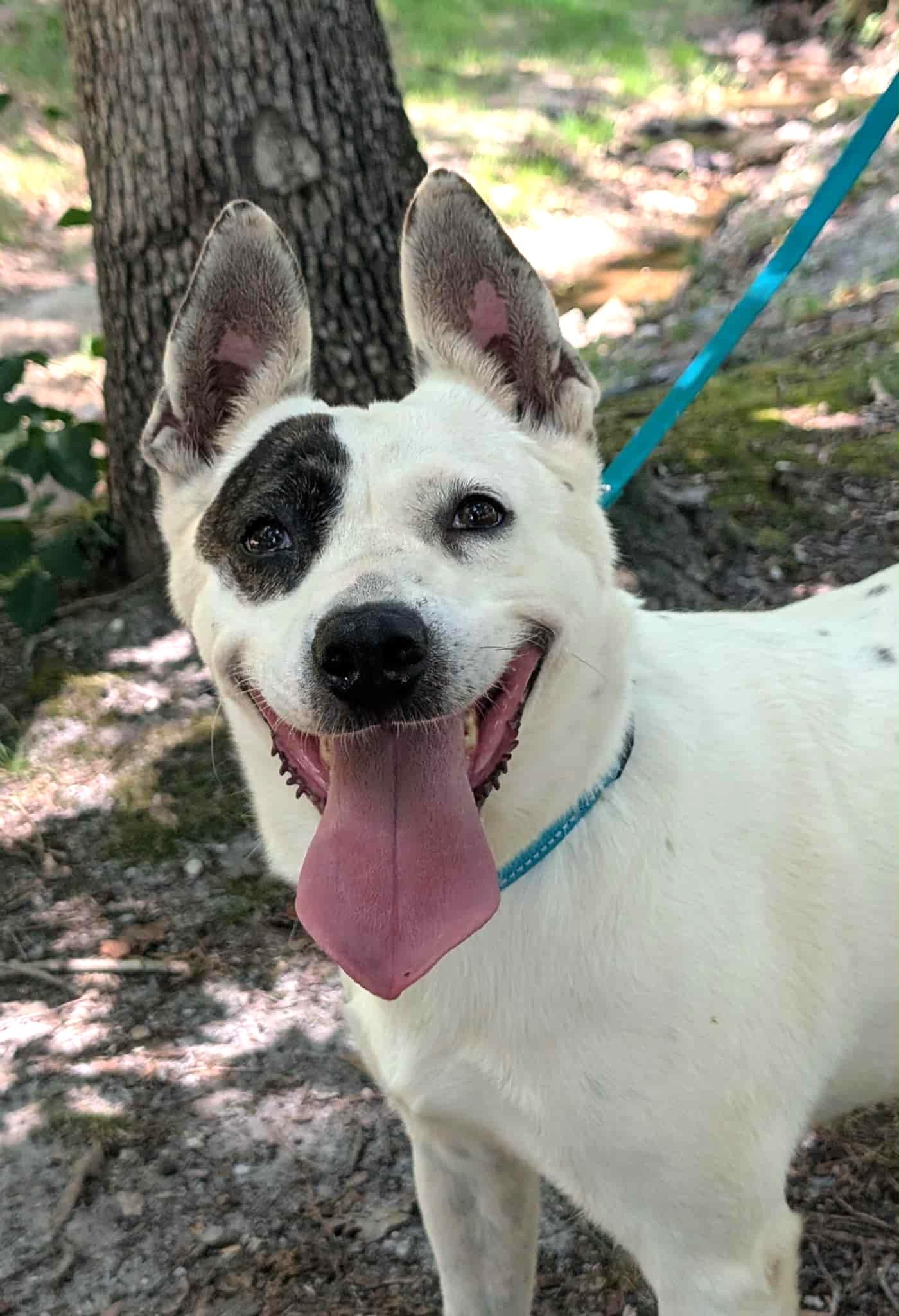 Enlarge Mimi, a Adoptable mixed breed in Landrum, SC image 4/6