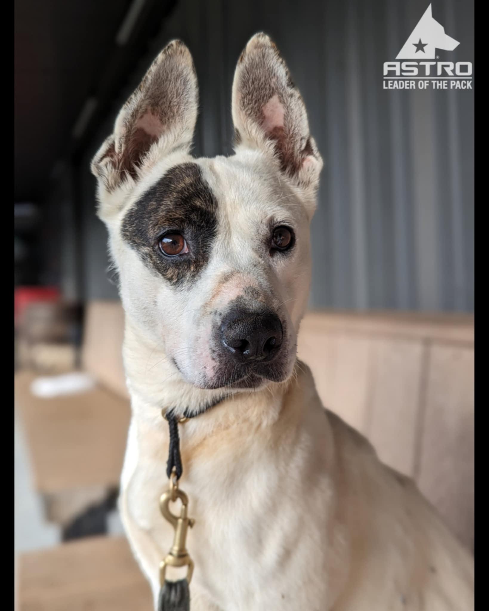 Enlarge Mimi, a Adoptable mixed breed in Landrum, SC image 5/6