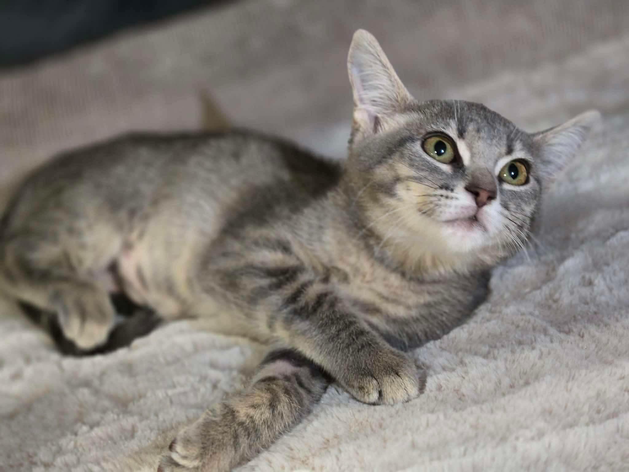 Enlarge Laffy Taffy, a Adopted mixed breed in Greensburg, PA image 2/4