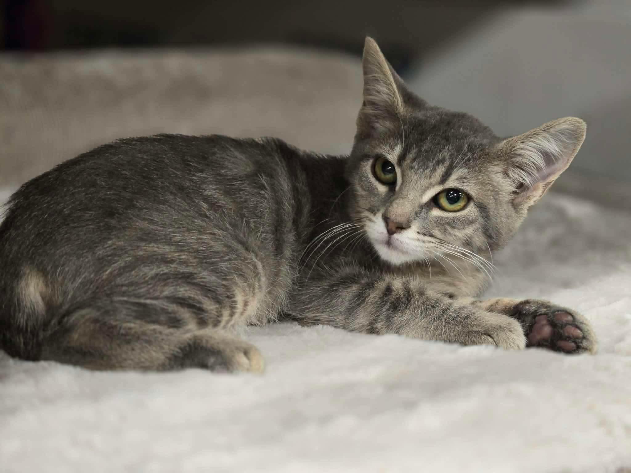 Enlarge Laffy Taffy, a Adopted mixed breed in Greensburg, PA image 3/4