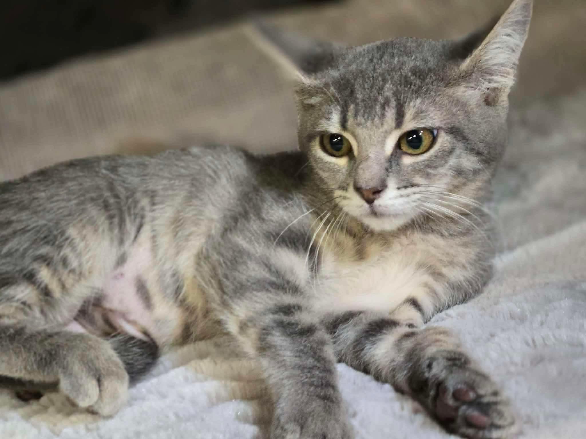 Laffy Taffy, Adopted, Kitten Female Tabby & Domestic Short Hair.