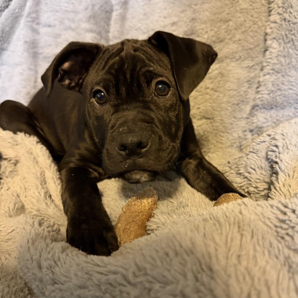 Orzo, Adoptable, Puppy Male Boxer & Terrier.