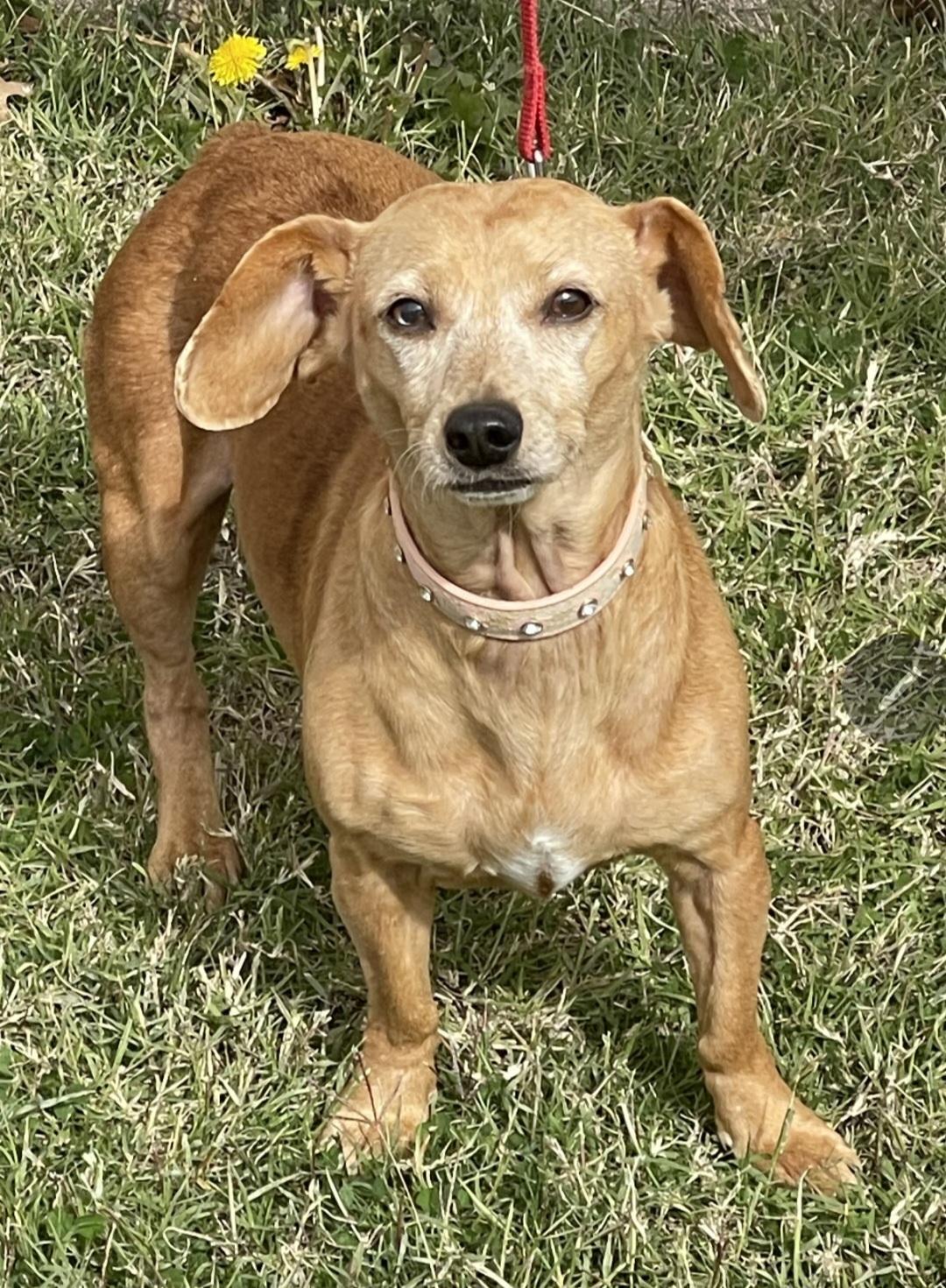 Miss Penny, a ADOPTABLE mixed breed in Longview, TX image 2/2